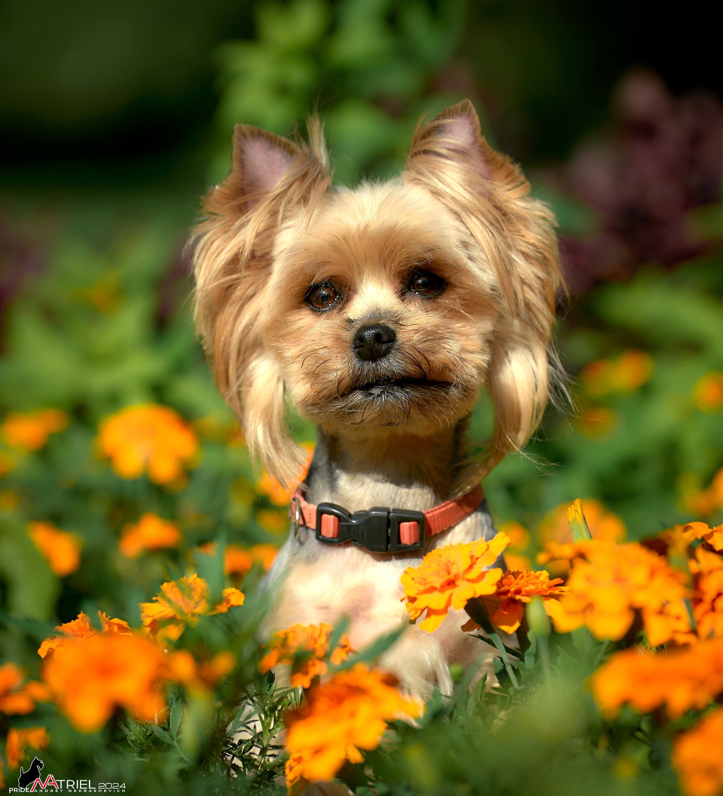 Фотопрогулка с собаками Бася и Циля
