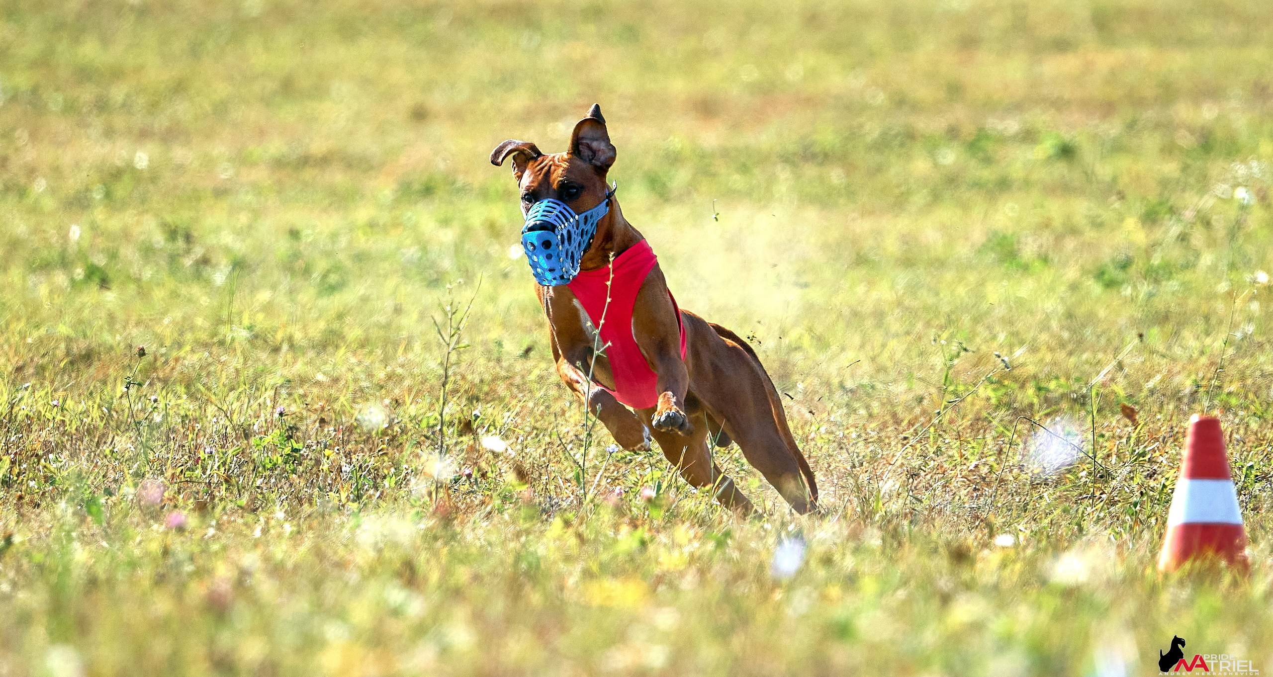 Съемка курсинг — галерея NATRIEL