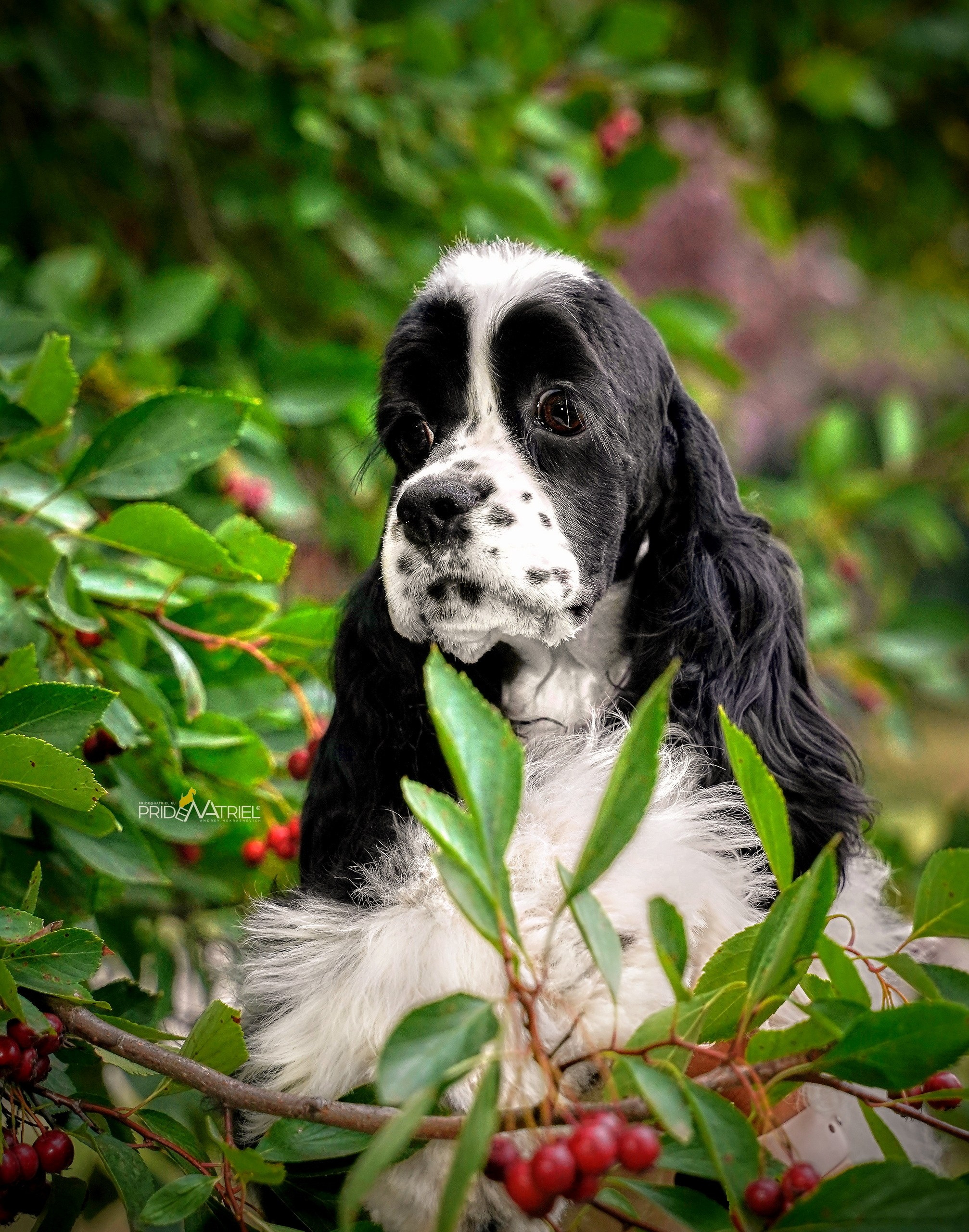 Портреты собак — галерея NATRIEL