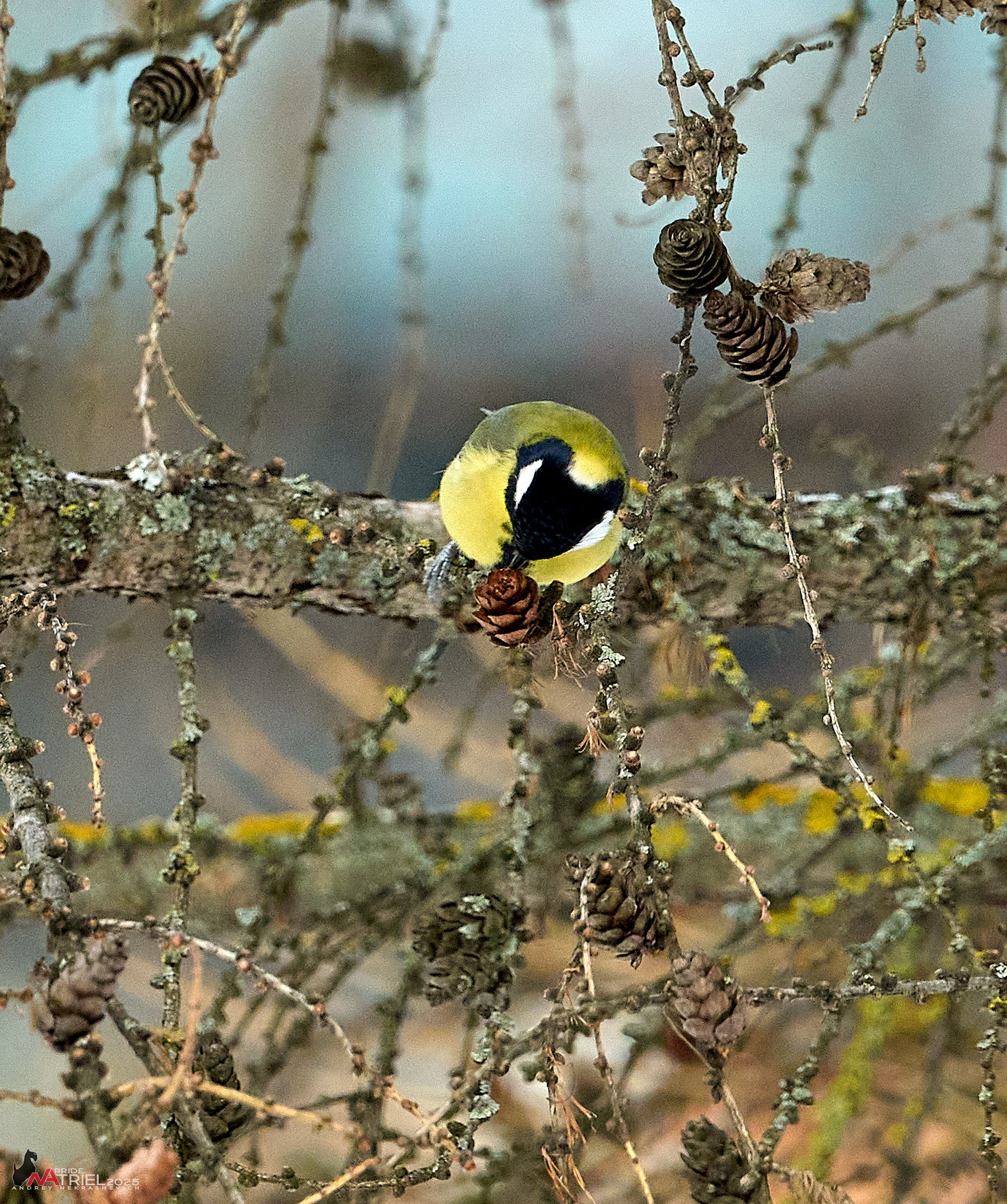Фотопрогулка с птицами