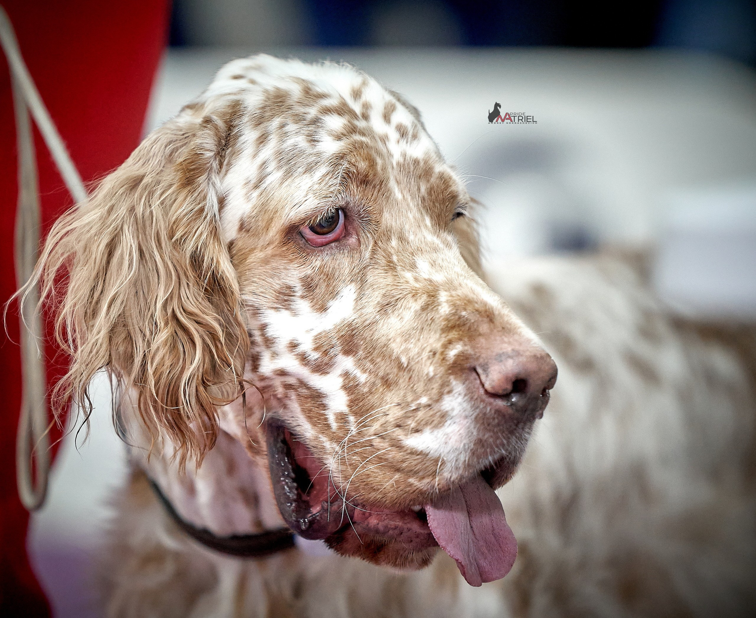 Портреты собак — галерея NATRIEL