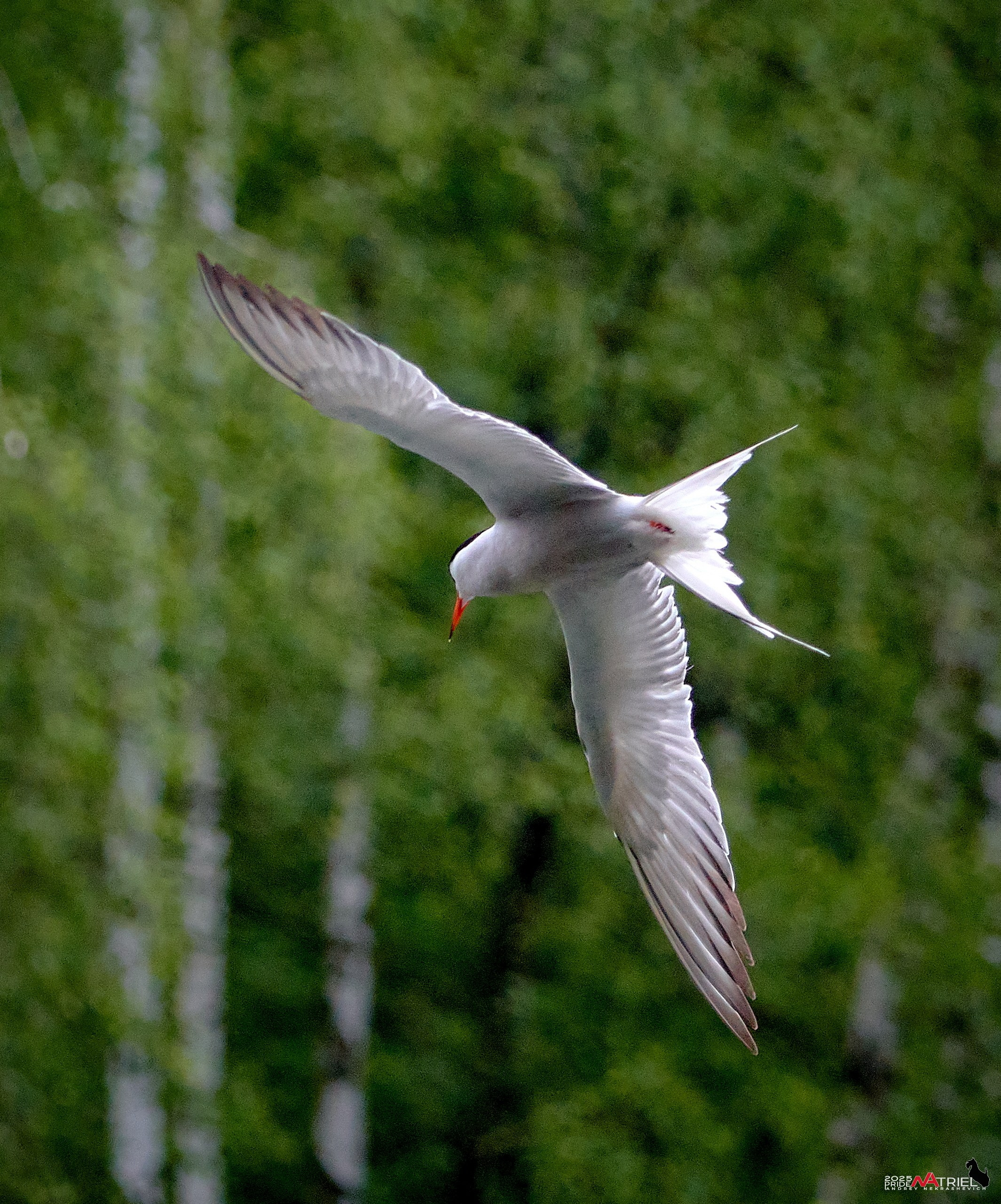 Съемка в парке на воде