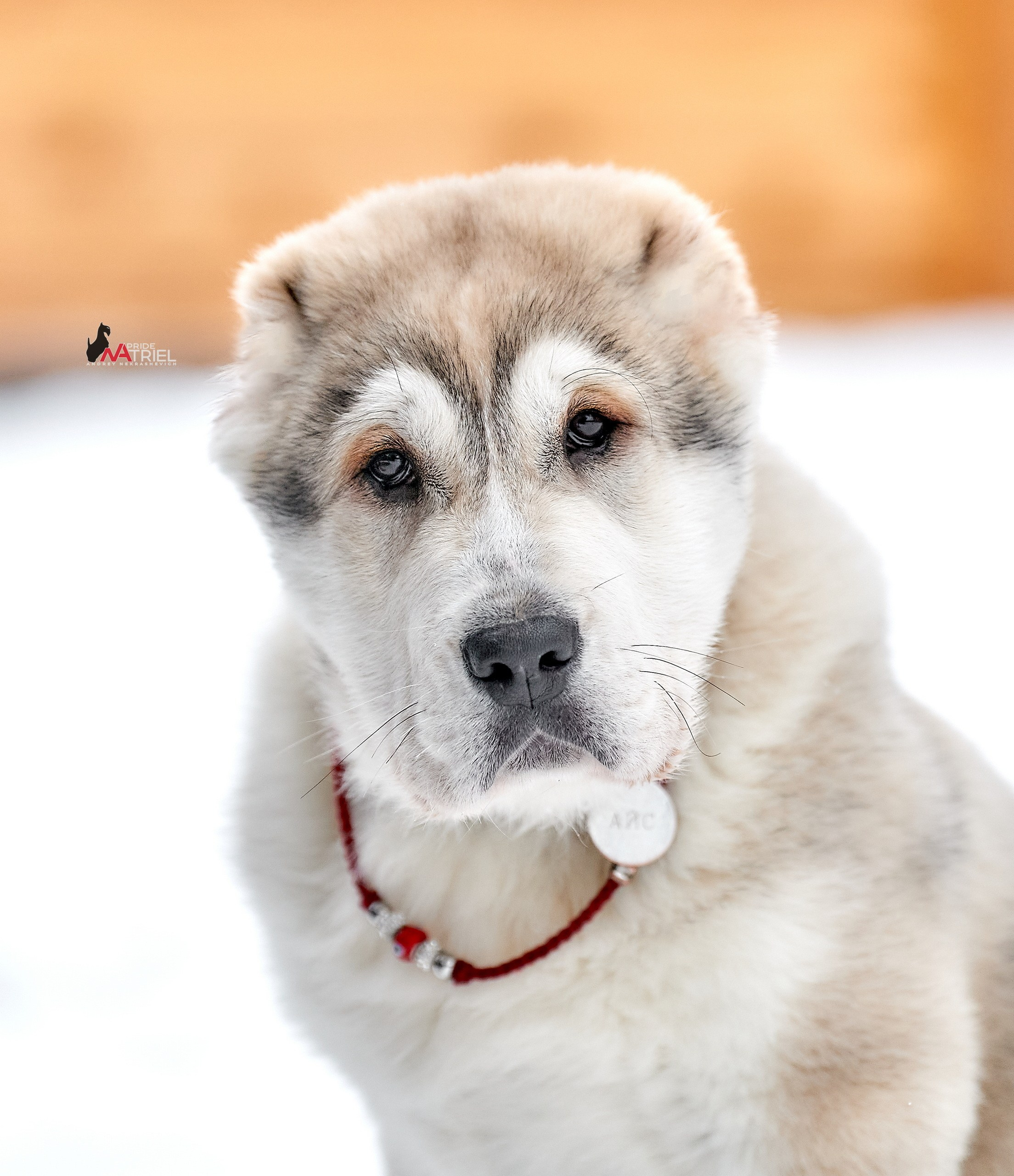 Щенки на прогулке — галерея NATRIEL