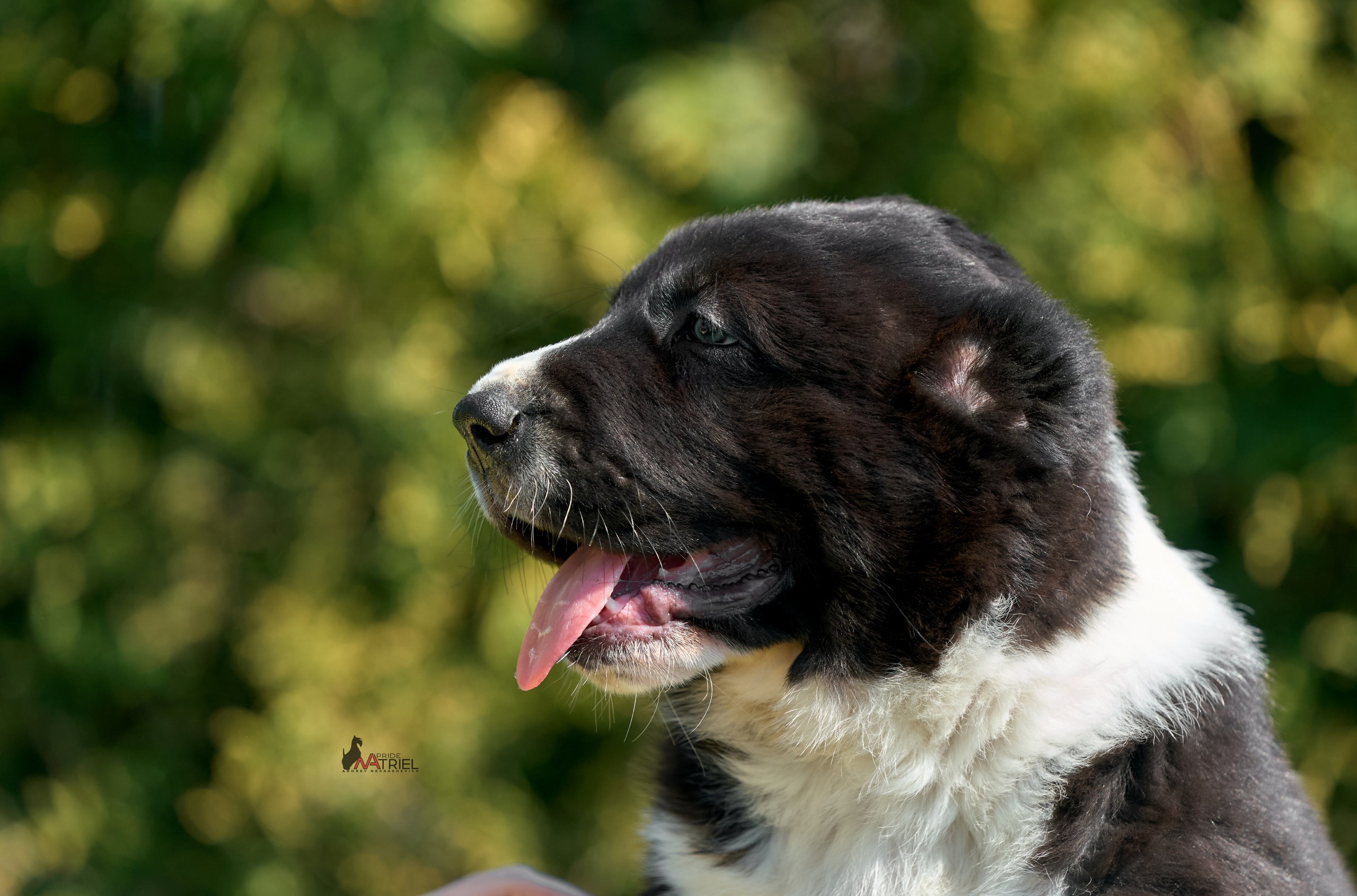 Среднеазиаты — щенки и взрослые