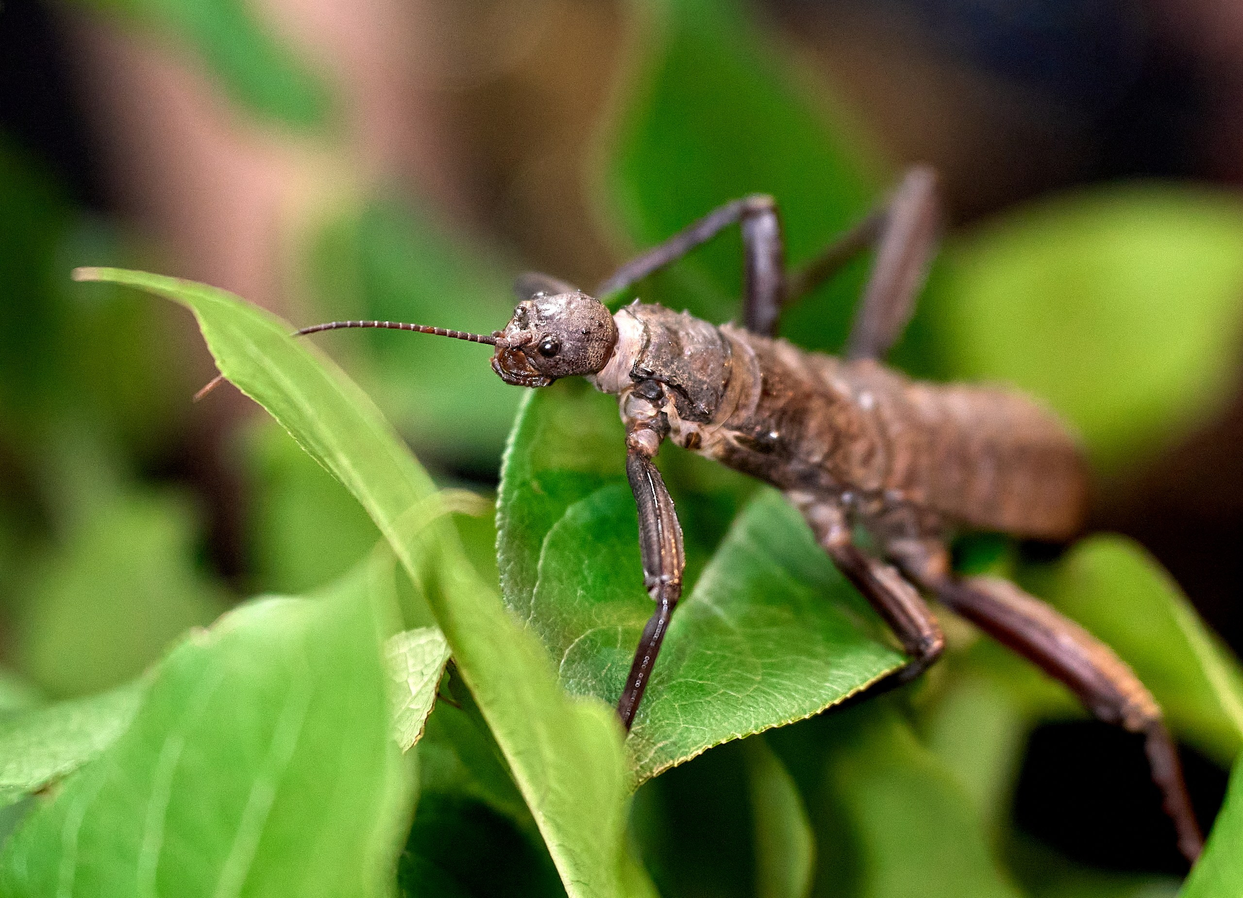 Макро-фото — галерея NATRIEL
