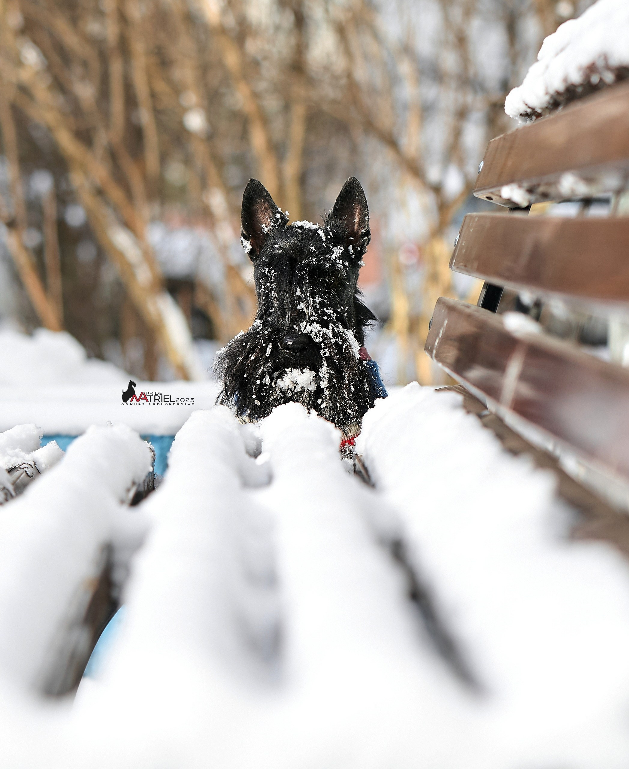 Фотопрогулка с моими собаками на снегу