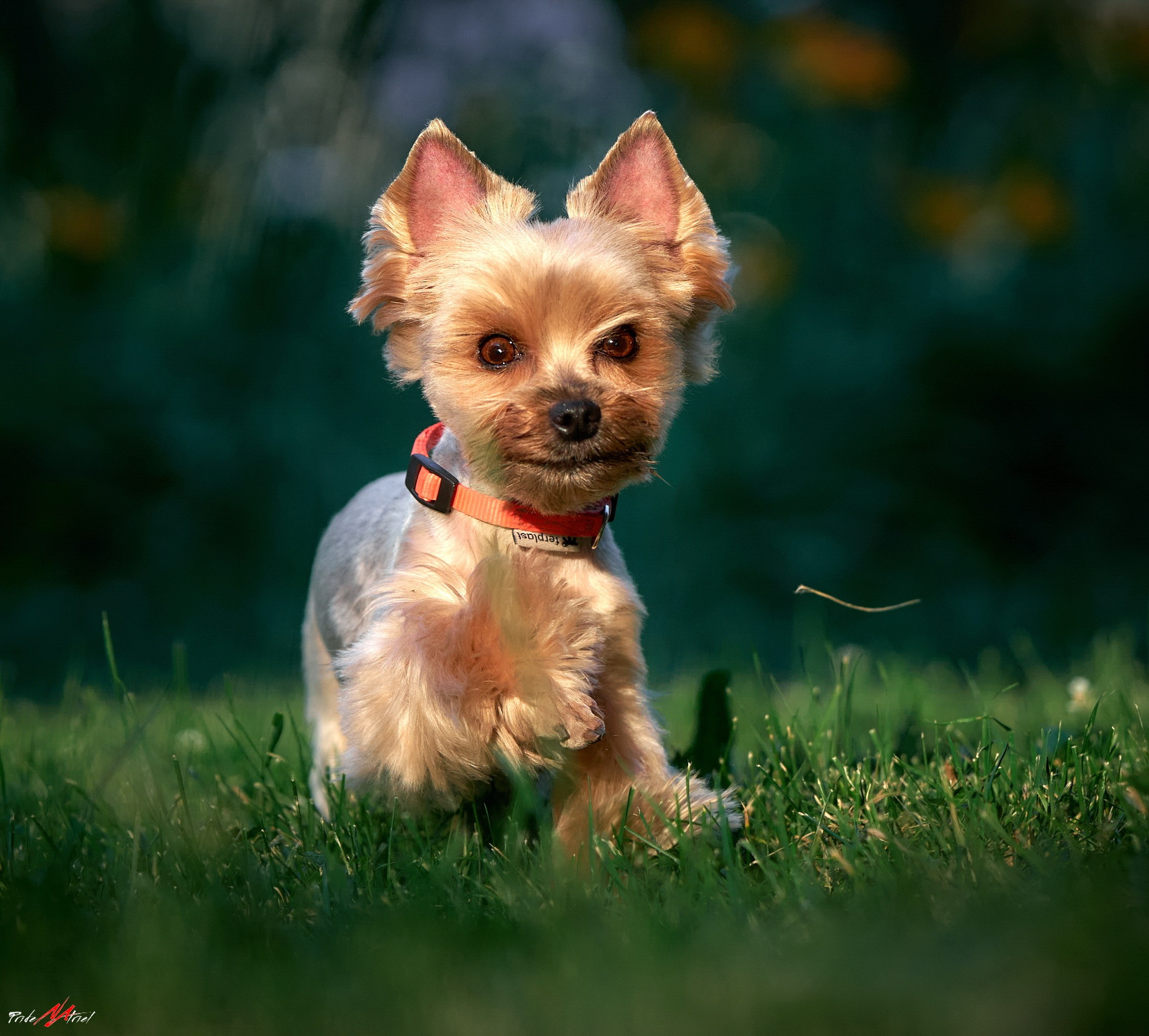 Йоркширский терьер Циля