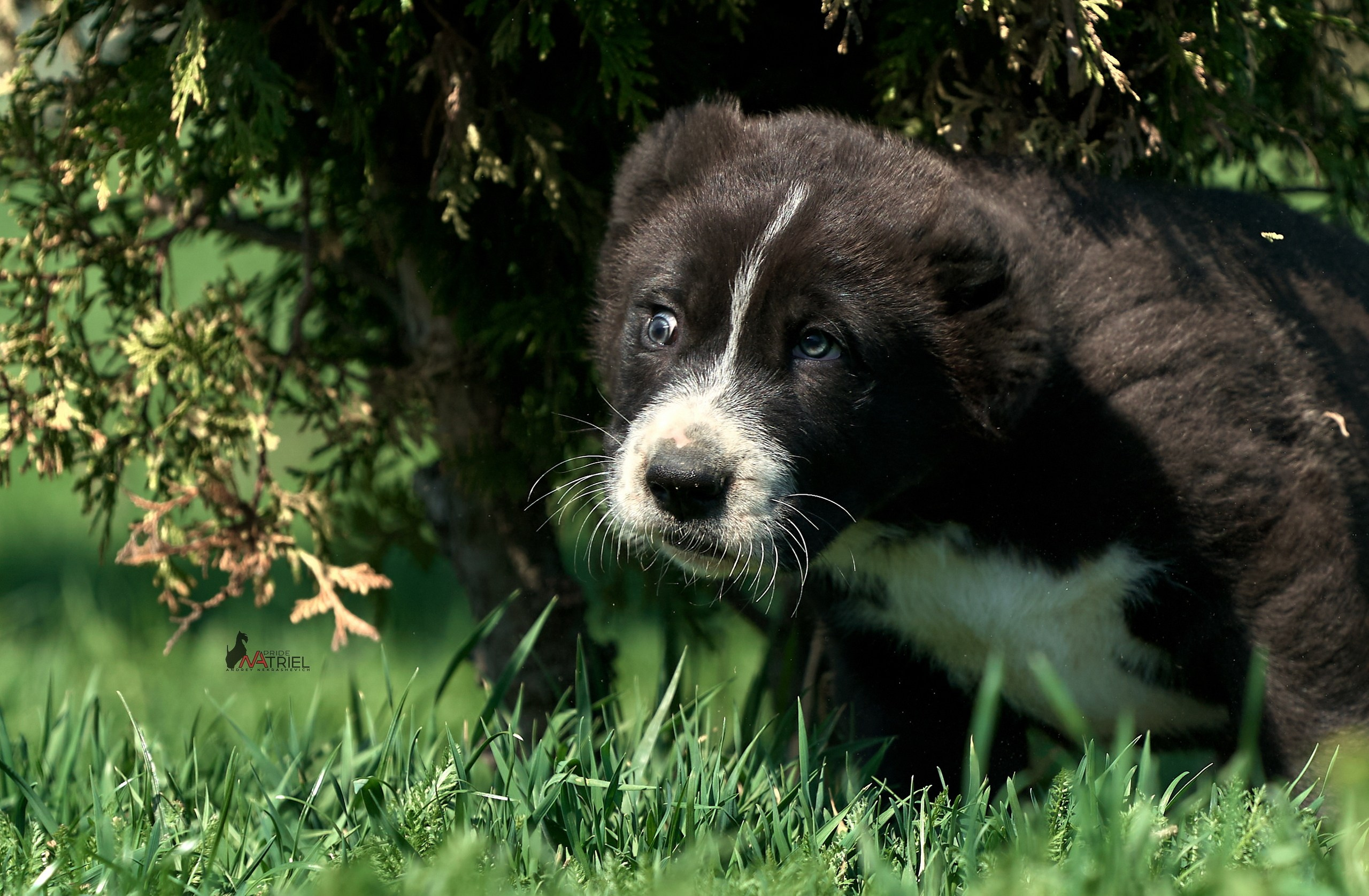 Среднеазиаты — щенки и взрослые