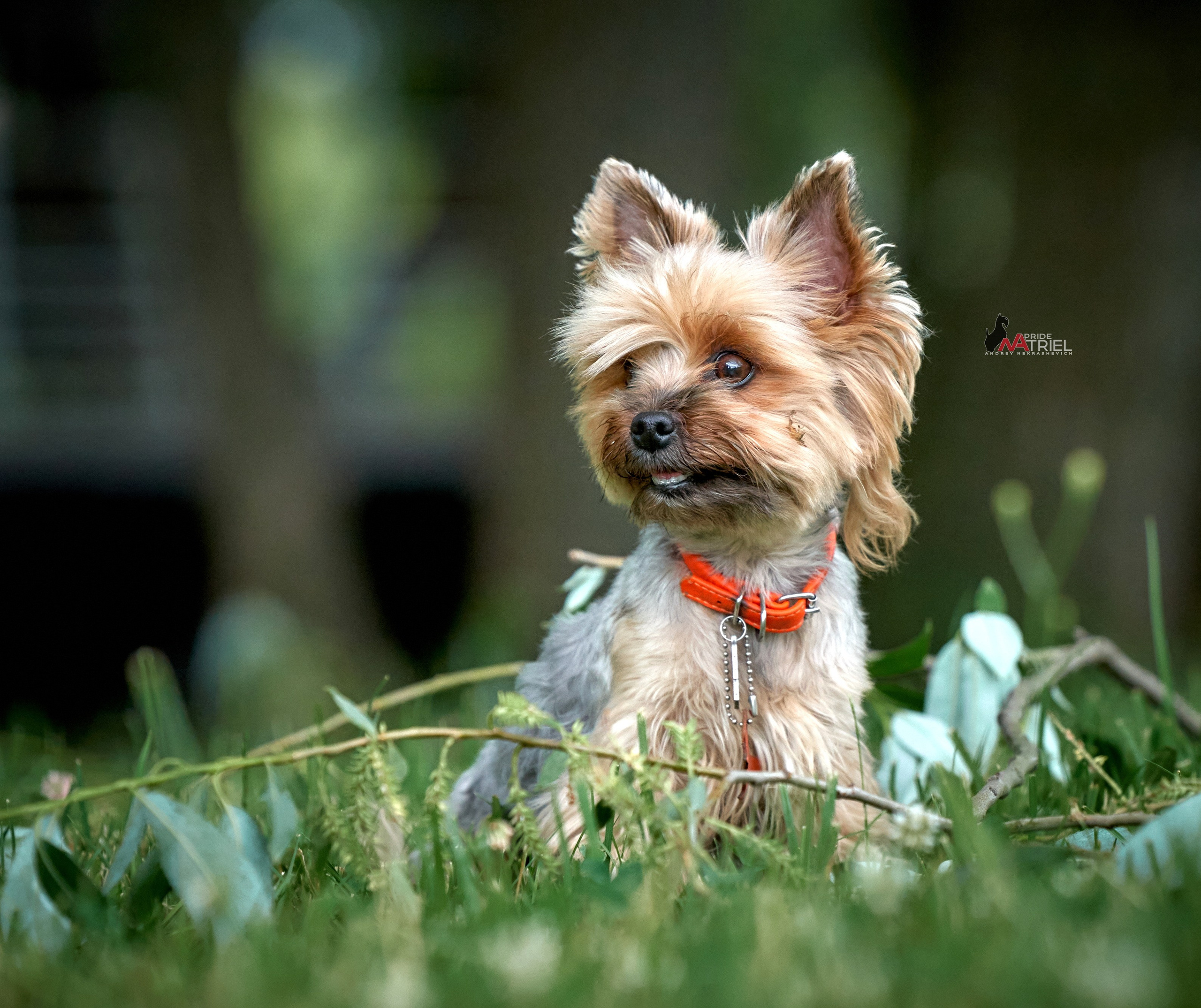 Йоркширский терьер Циля
