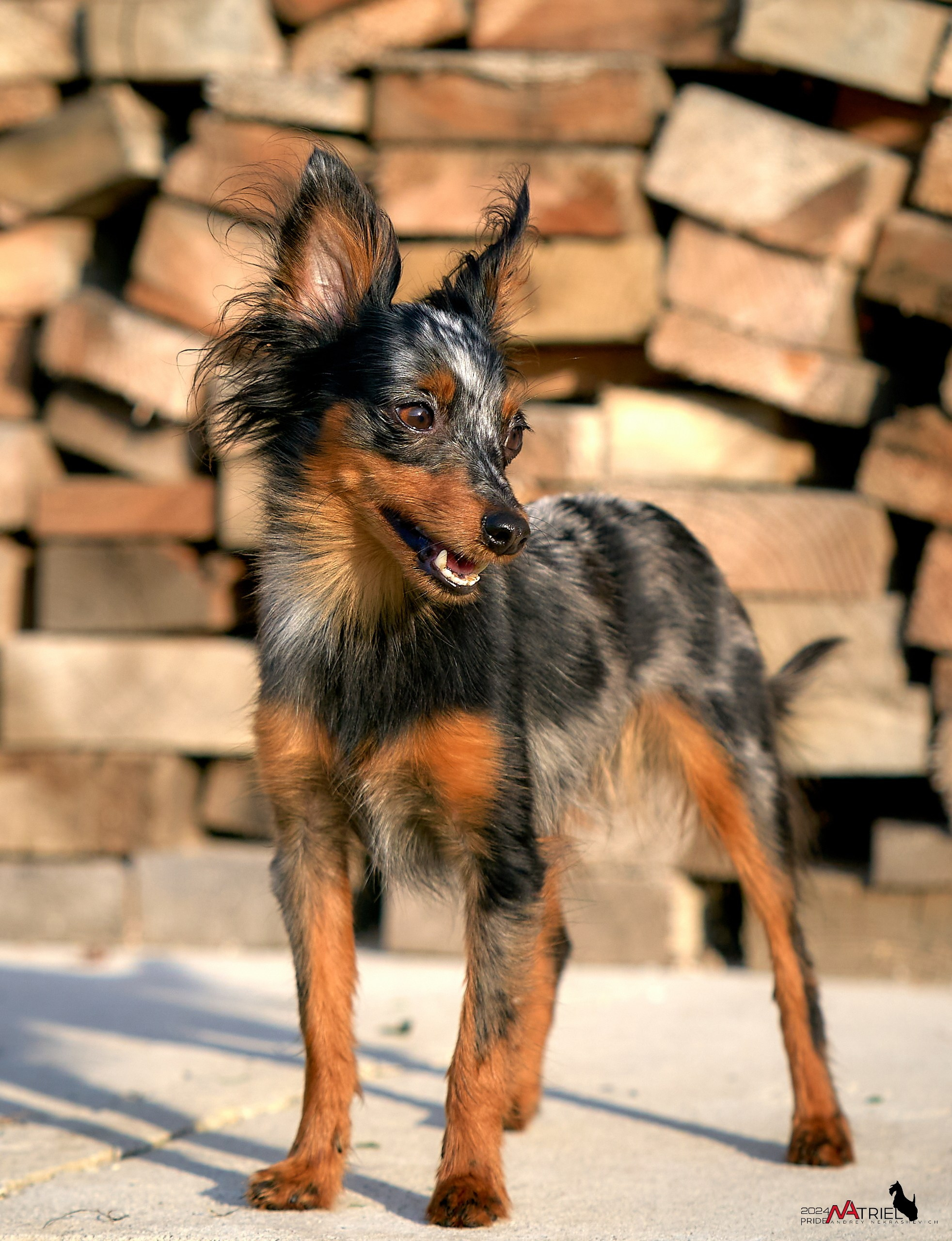 Фотопрогулка с крысариками