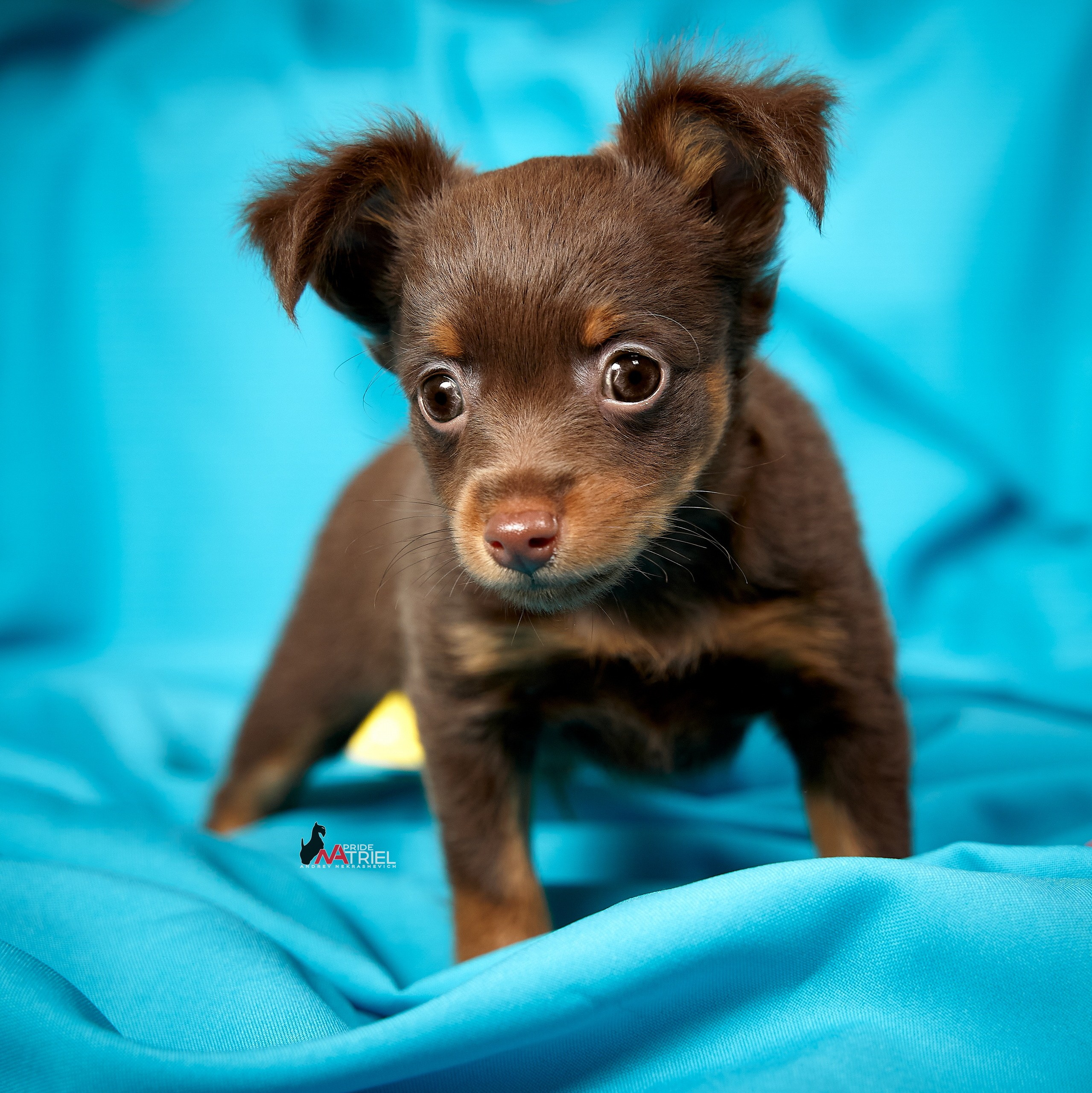 Щенки дома — галерея NATRIEL