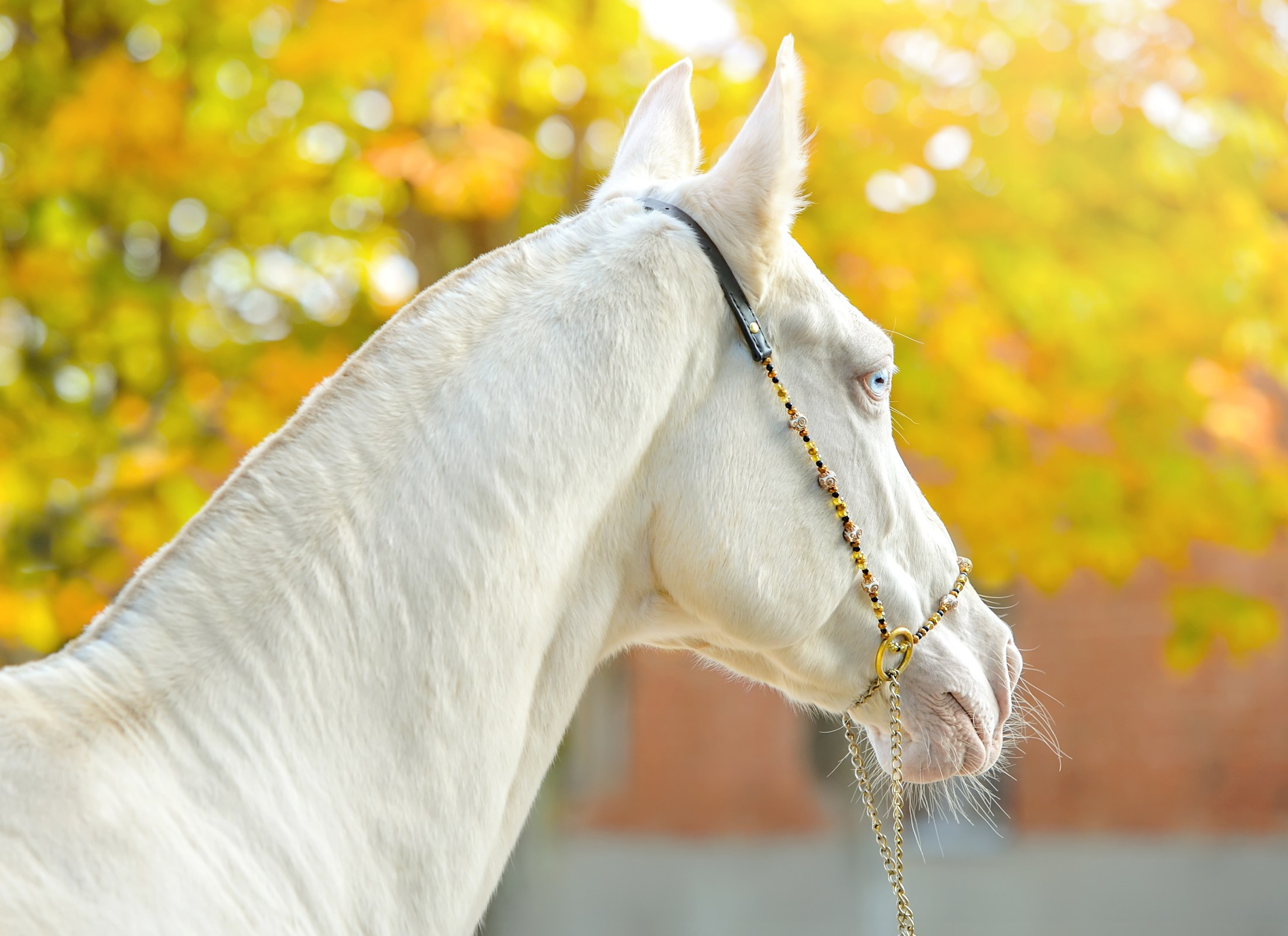 Съёмка лошадей. Конный портретный фотограф Наталья Шелест