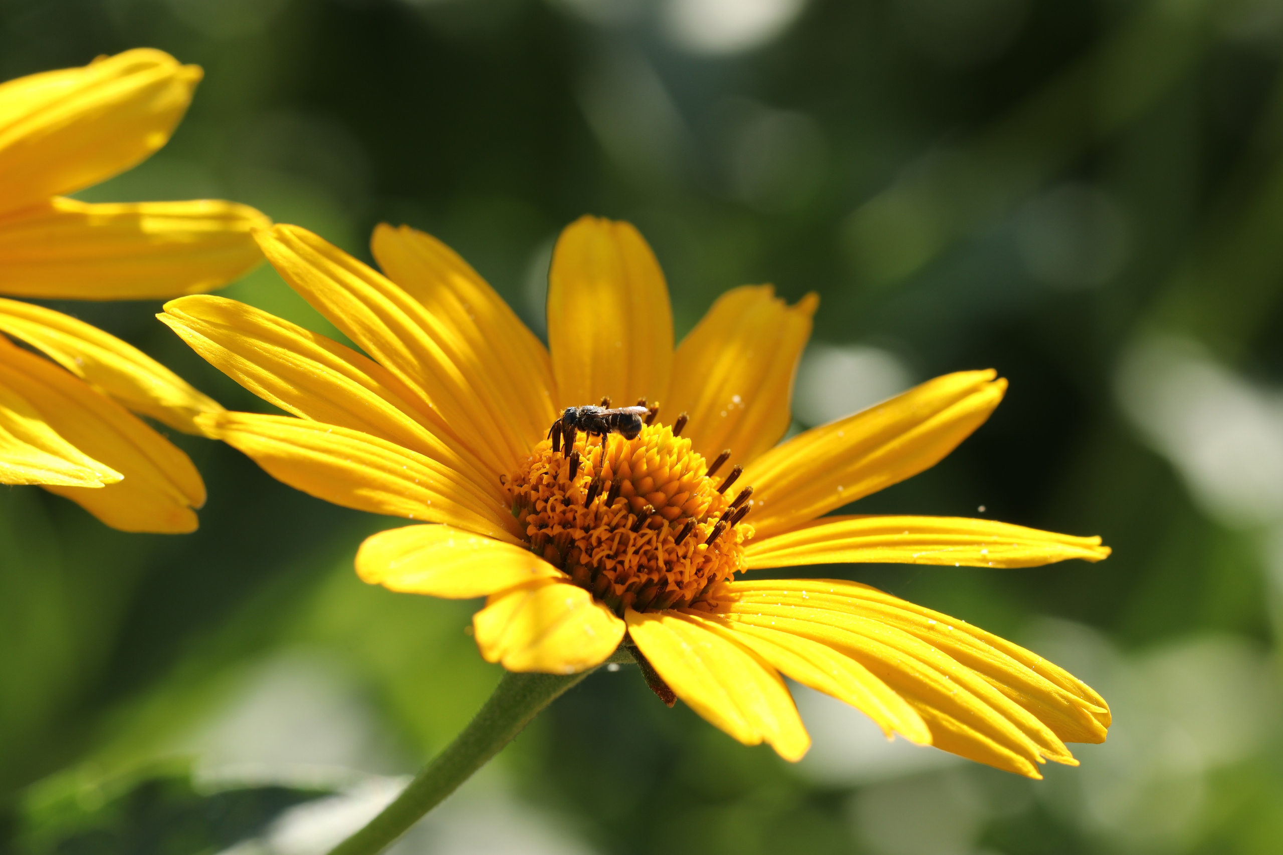 Насекомые юга России. Фото-художник и Репортажный фотограф Николаев Александр Алексеевич