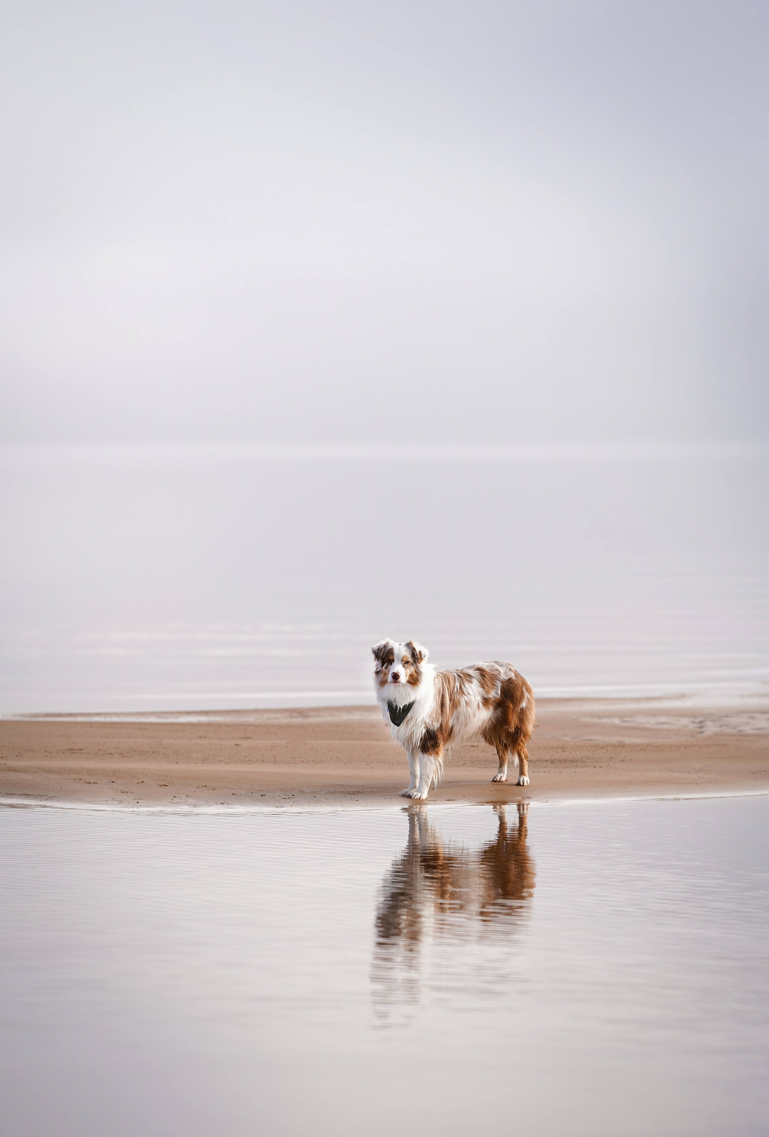 Панда Ладога. Фотограф-анималист в Санкт-Петербурге Яна Мартынова