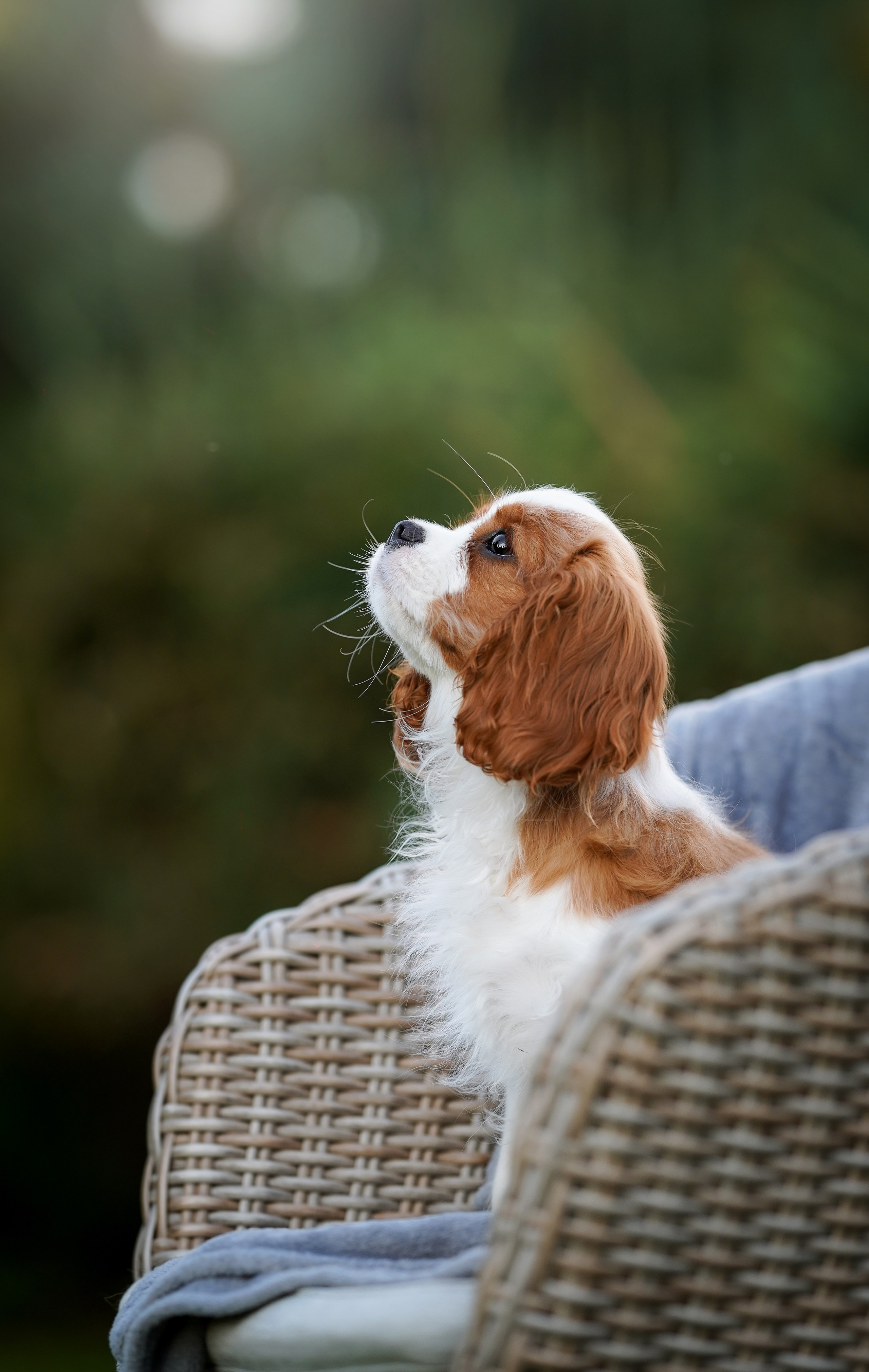 Щенуля кавалера. Фотограф-анималист в Санкт-Петербурге Яна Мартынова