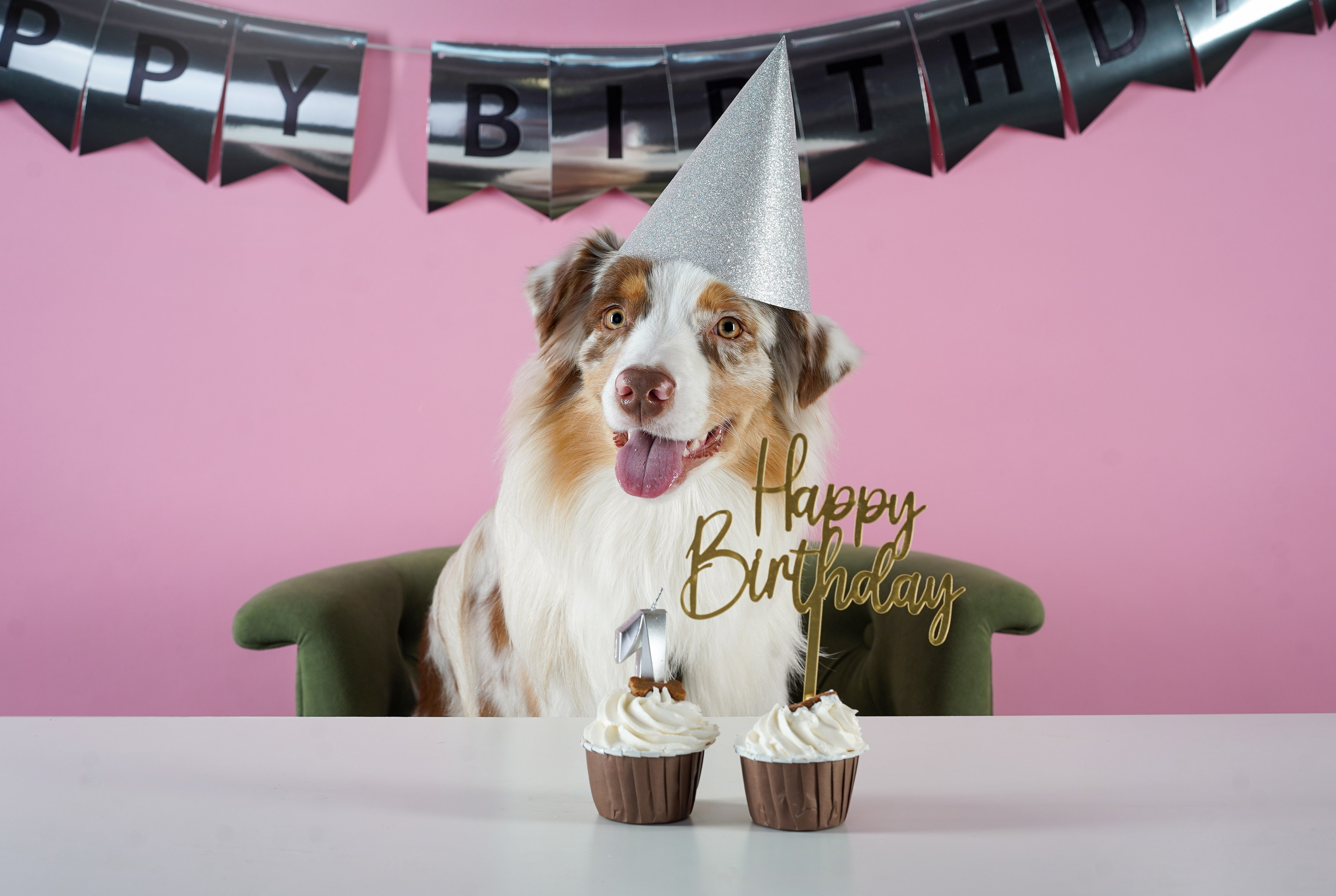 День Рождения Панды. Фотограф-анималист в Санкт-Петербурге Яна Мартынова