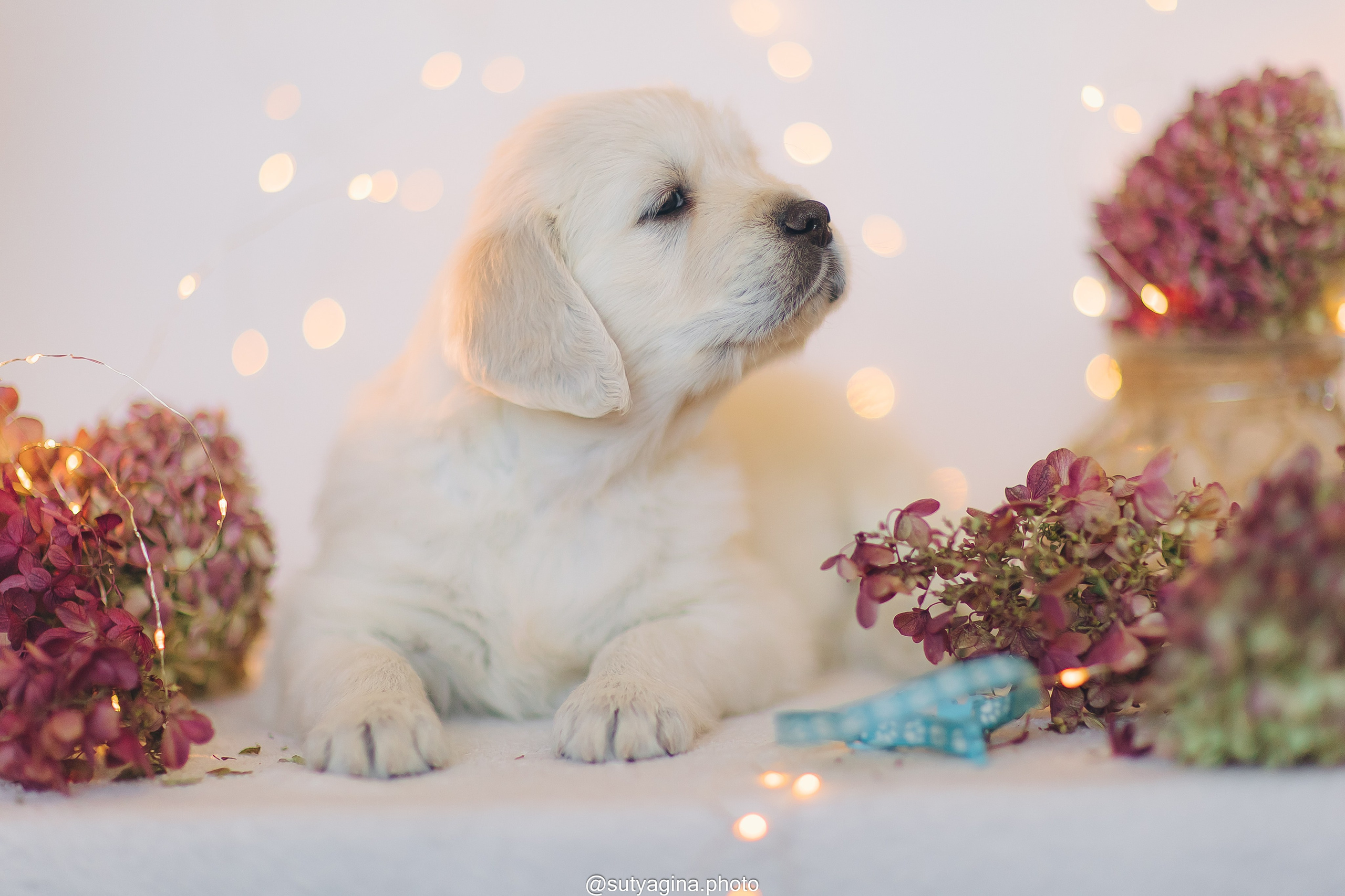 Голубой ошейник. Свадебный и женский фотограф