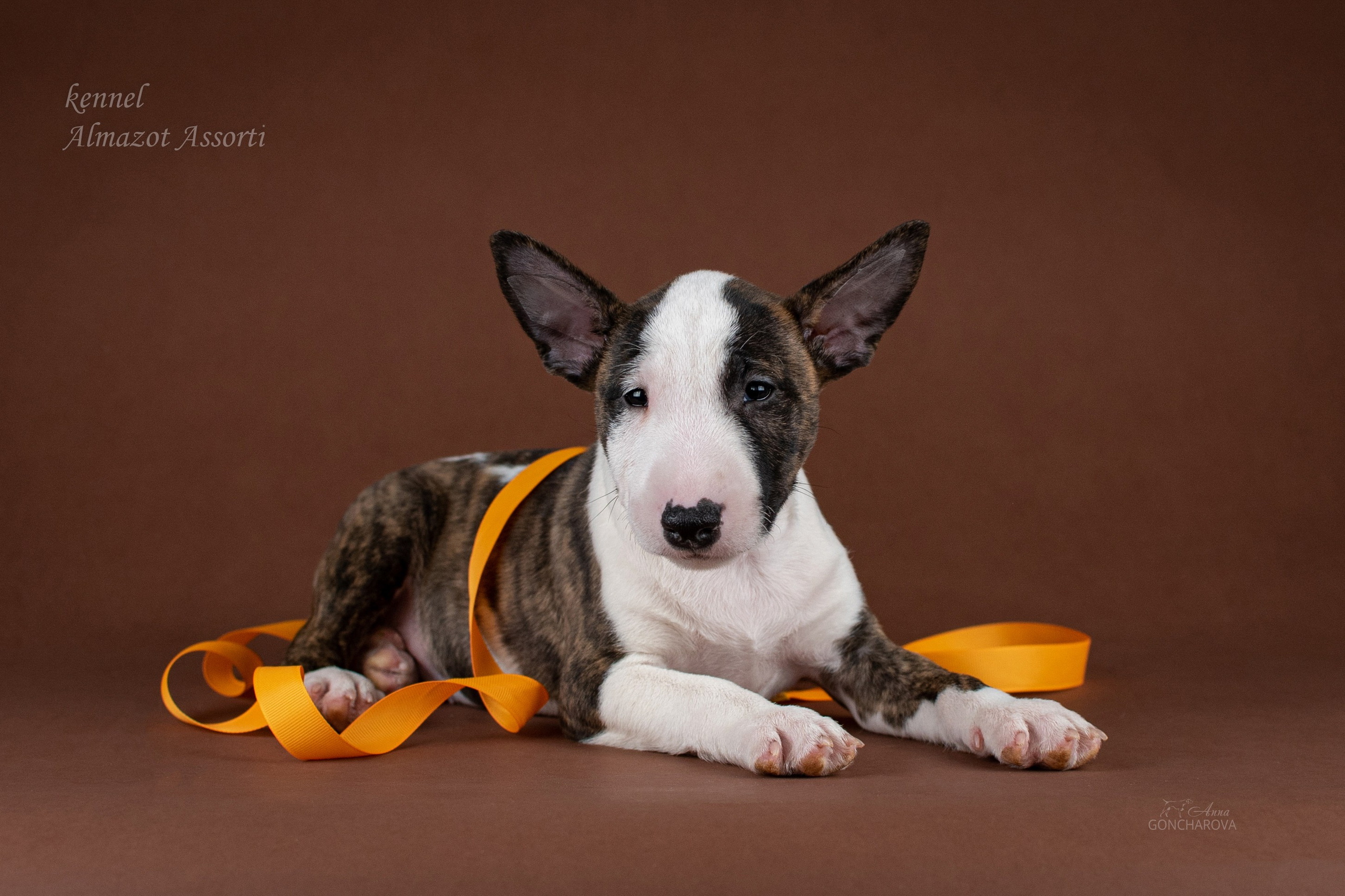 Съемка щенков. Фотограф анималист в Ростове I Гончарова Анна