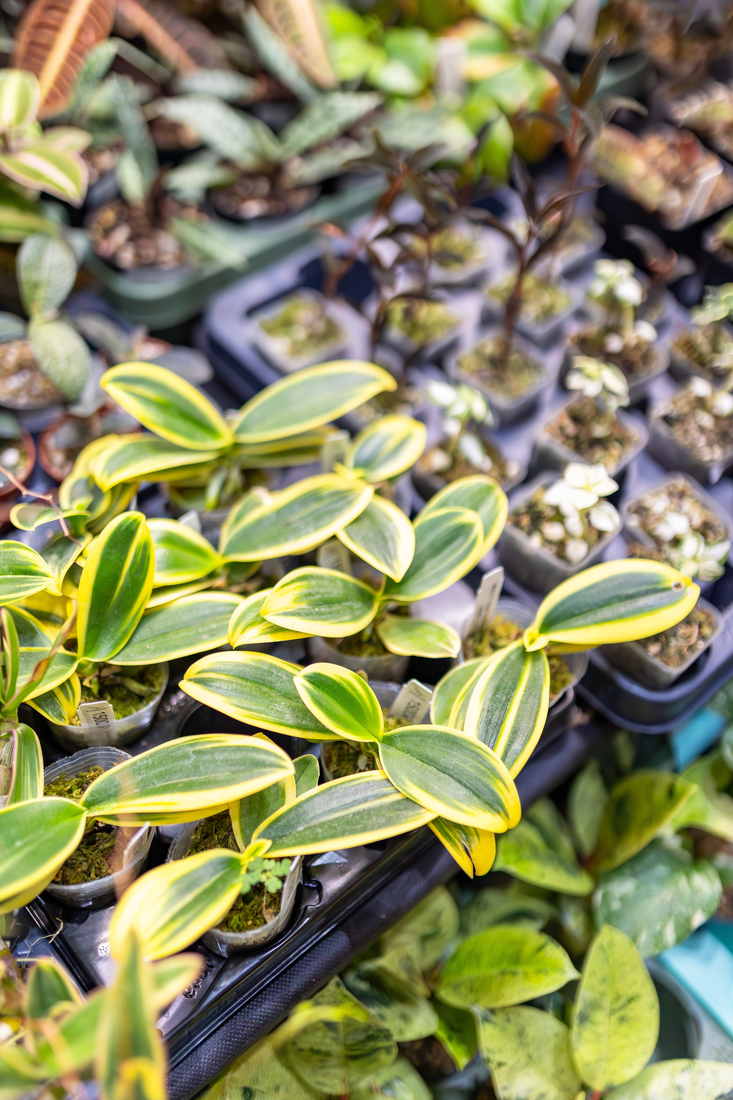 Орхидиум сентябрь 2025. Александра Куликова фотограф, Москва