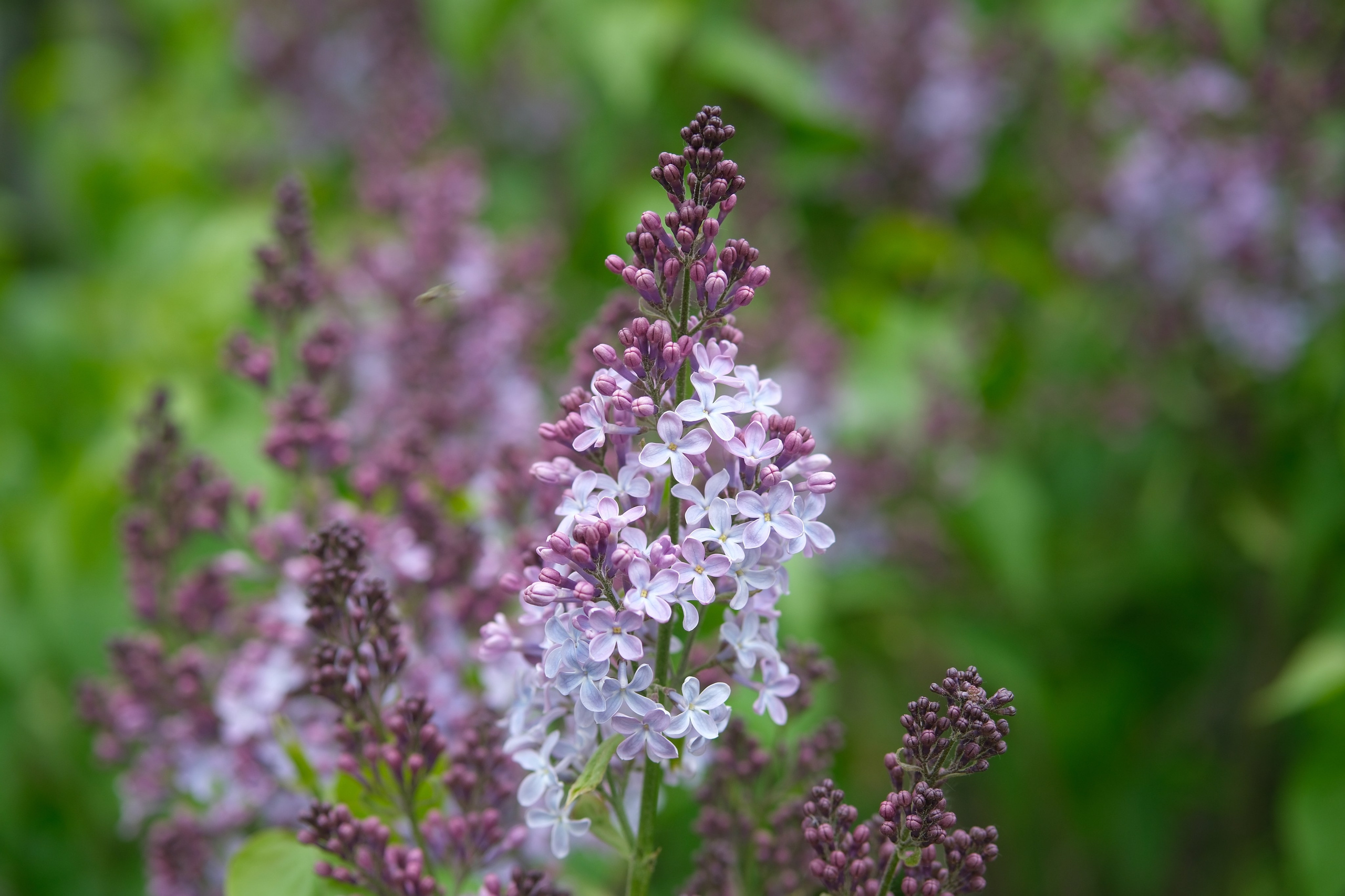 Улица, люди, жизнь…