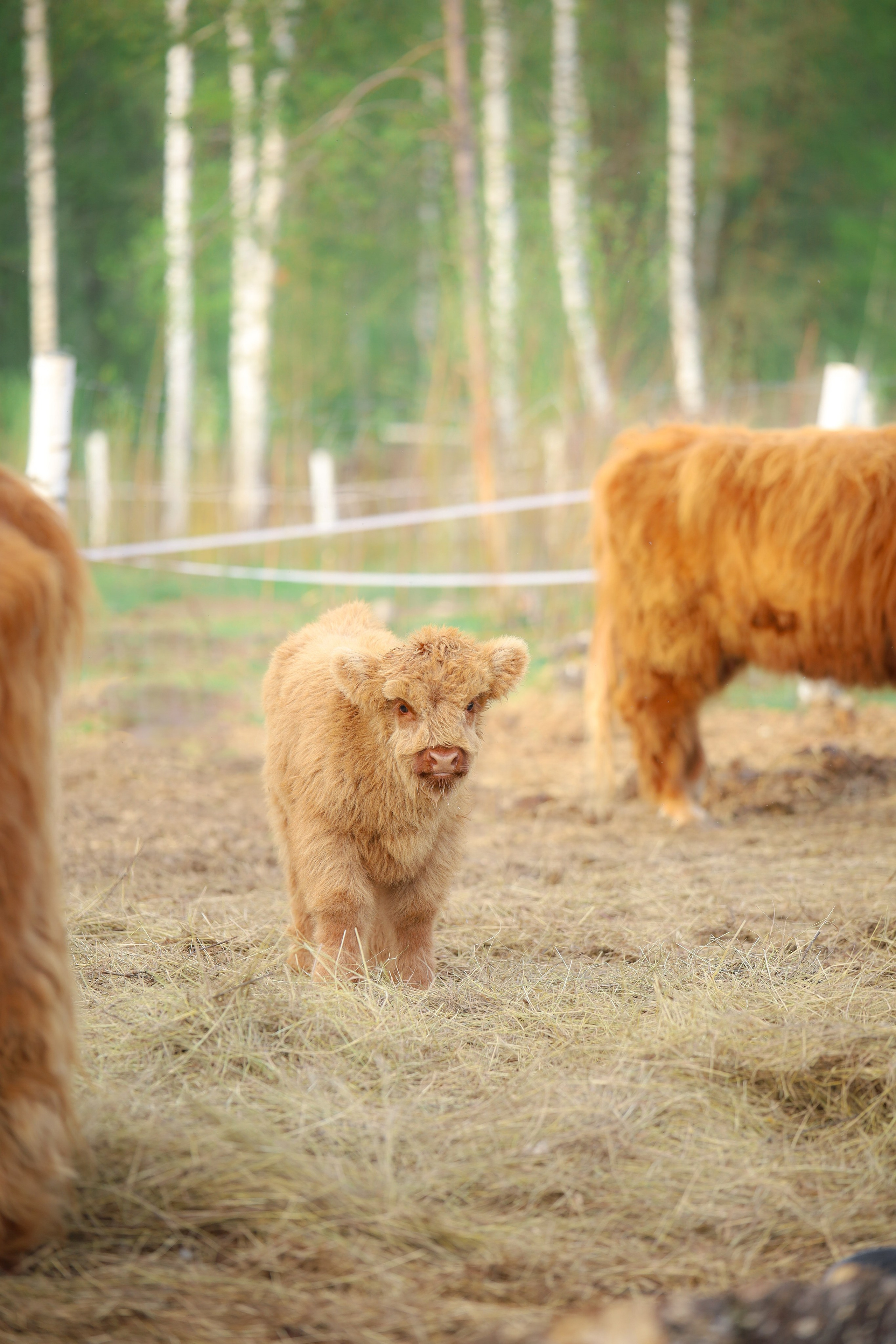 Животные. Фотограф в Москве Бастракова Юлия