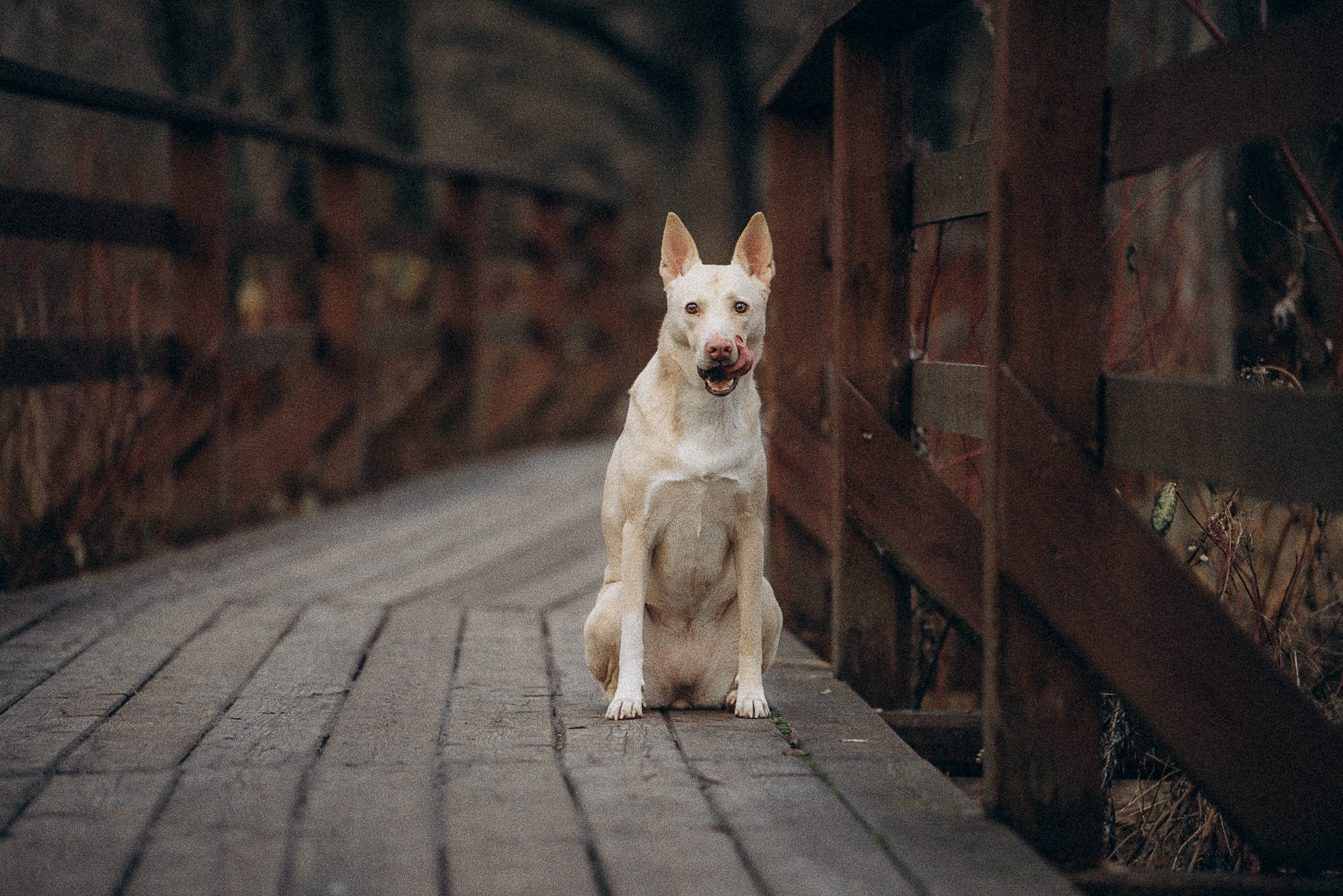 Туся. Фотограф анималист в Москве и Санкт-Петербурге Свиридова Анна
