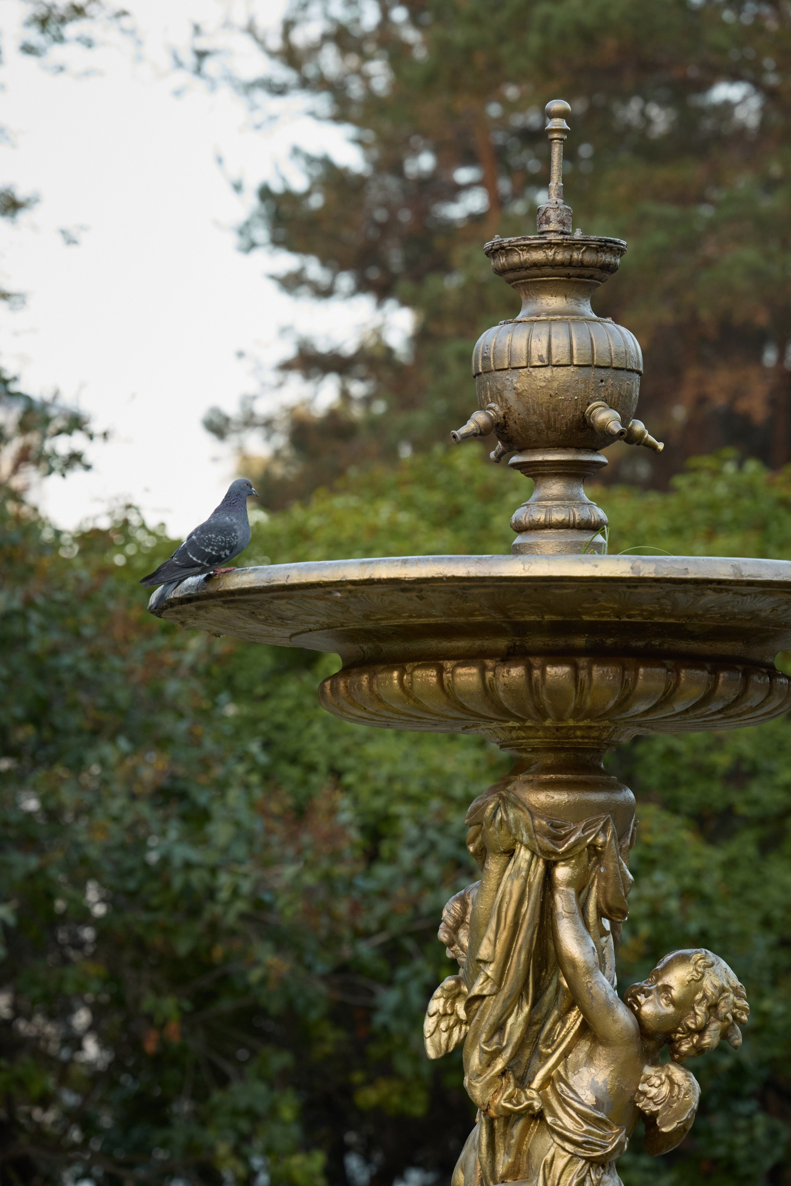 Альбина. Марфа и Мистик. Прогулка в парке. Фотограф анималист в Казани Алина Сулейманова. Фотограф животных