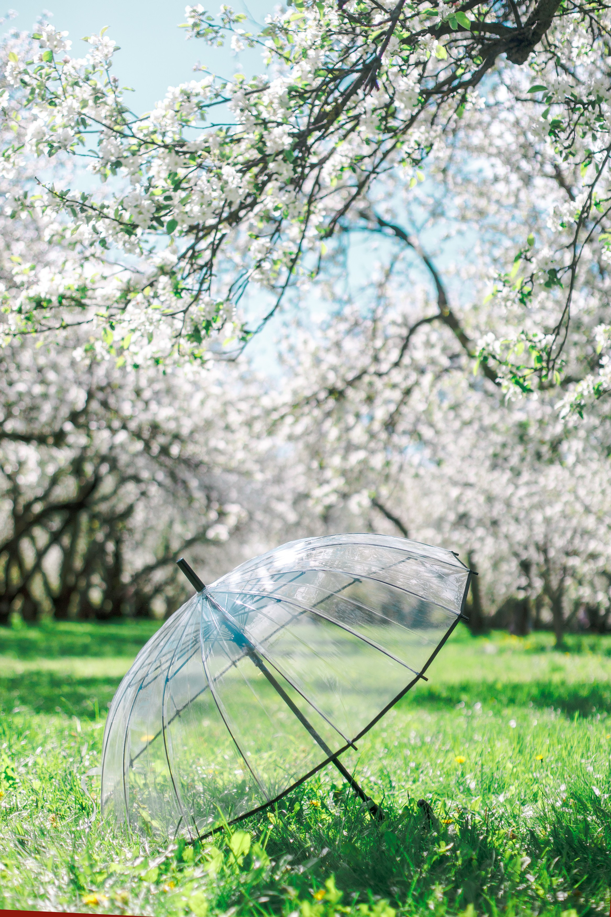 Love & Deepspace: RAFAYEL [Flower]. Polaroud love