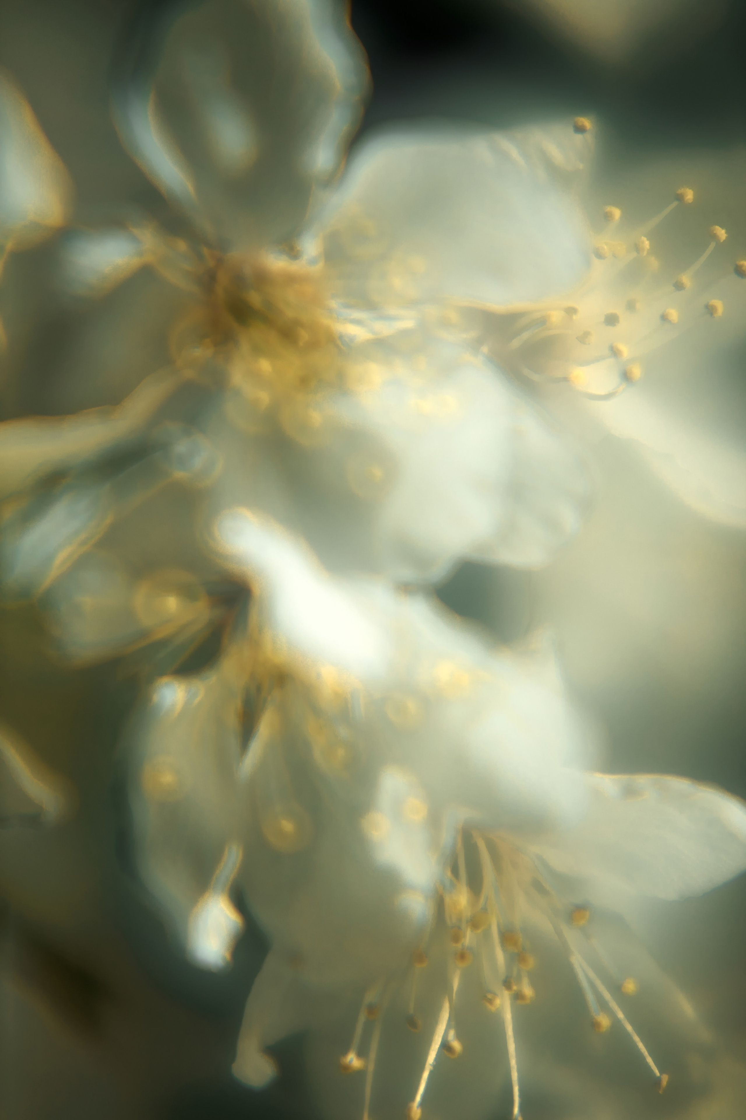 Макро-абстракция «Эфемерность» | Лимитированная серия. Sandra Marselly | Абстрактная Макро-Фотография