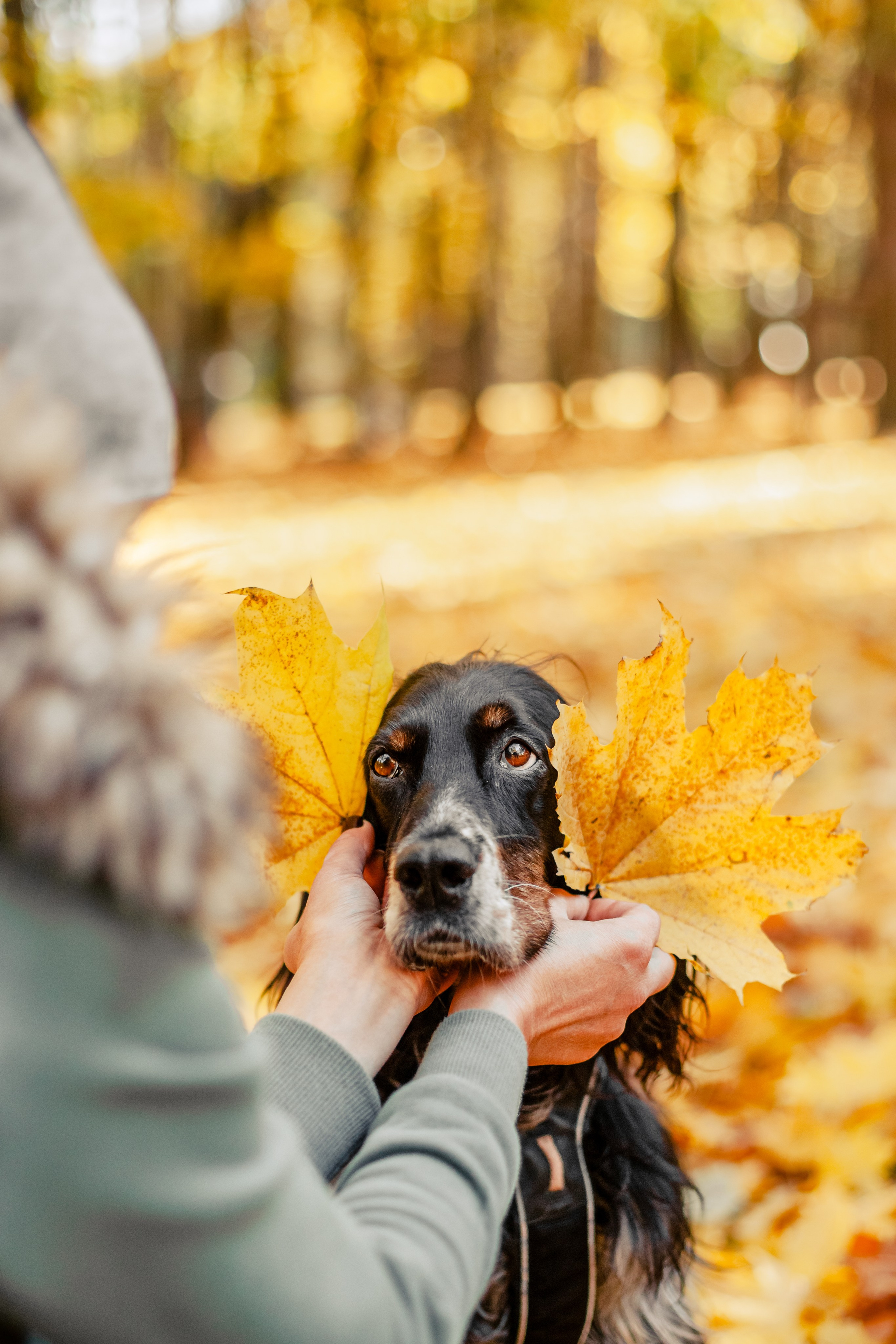 Света, Хайди, Богдана. Фотограф-анималист Татьяна Степанова