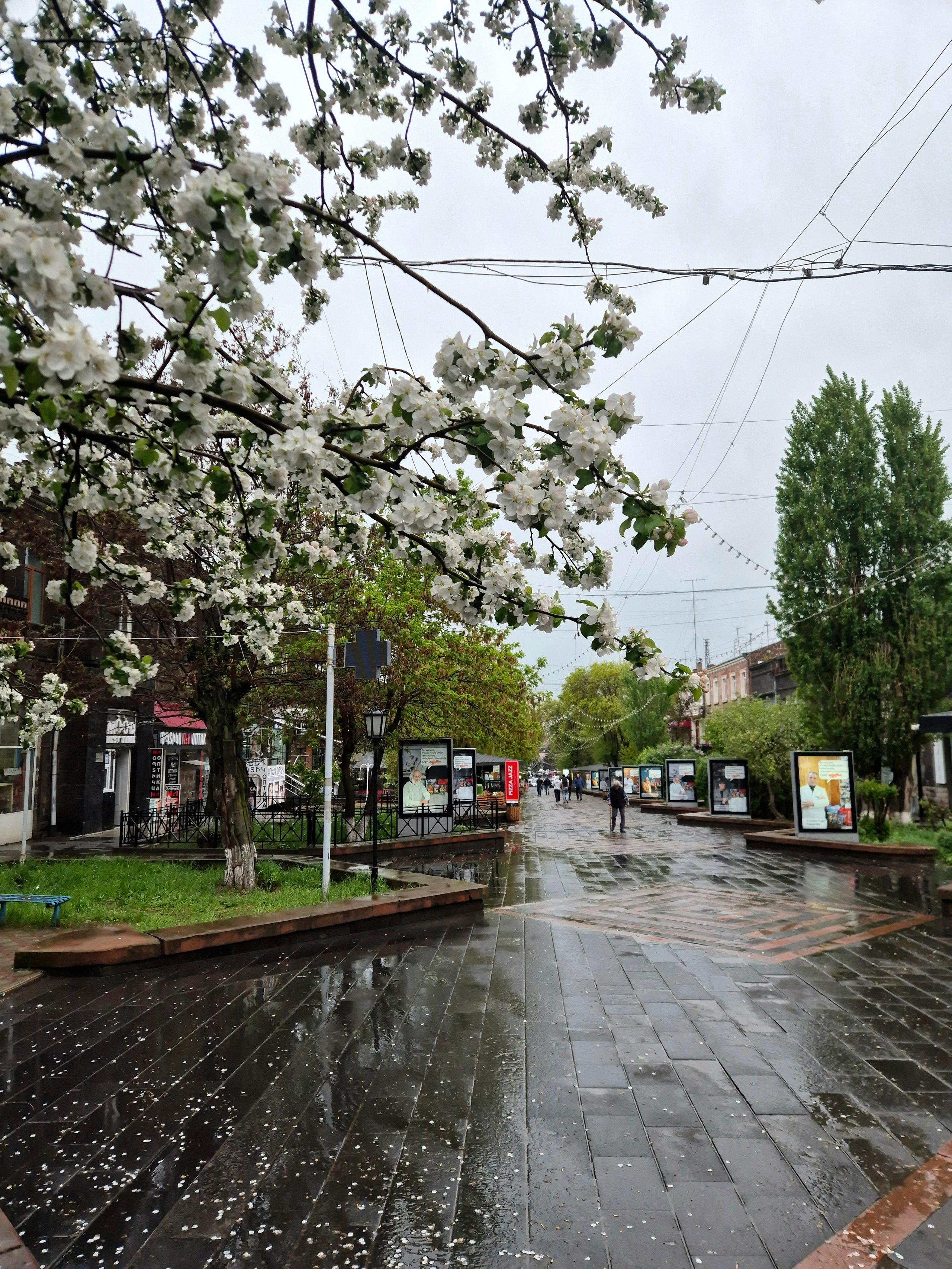 Начало мая - самое красивое время в Армении. Все деревья в цвету