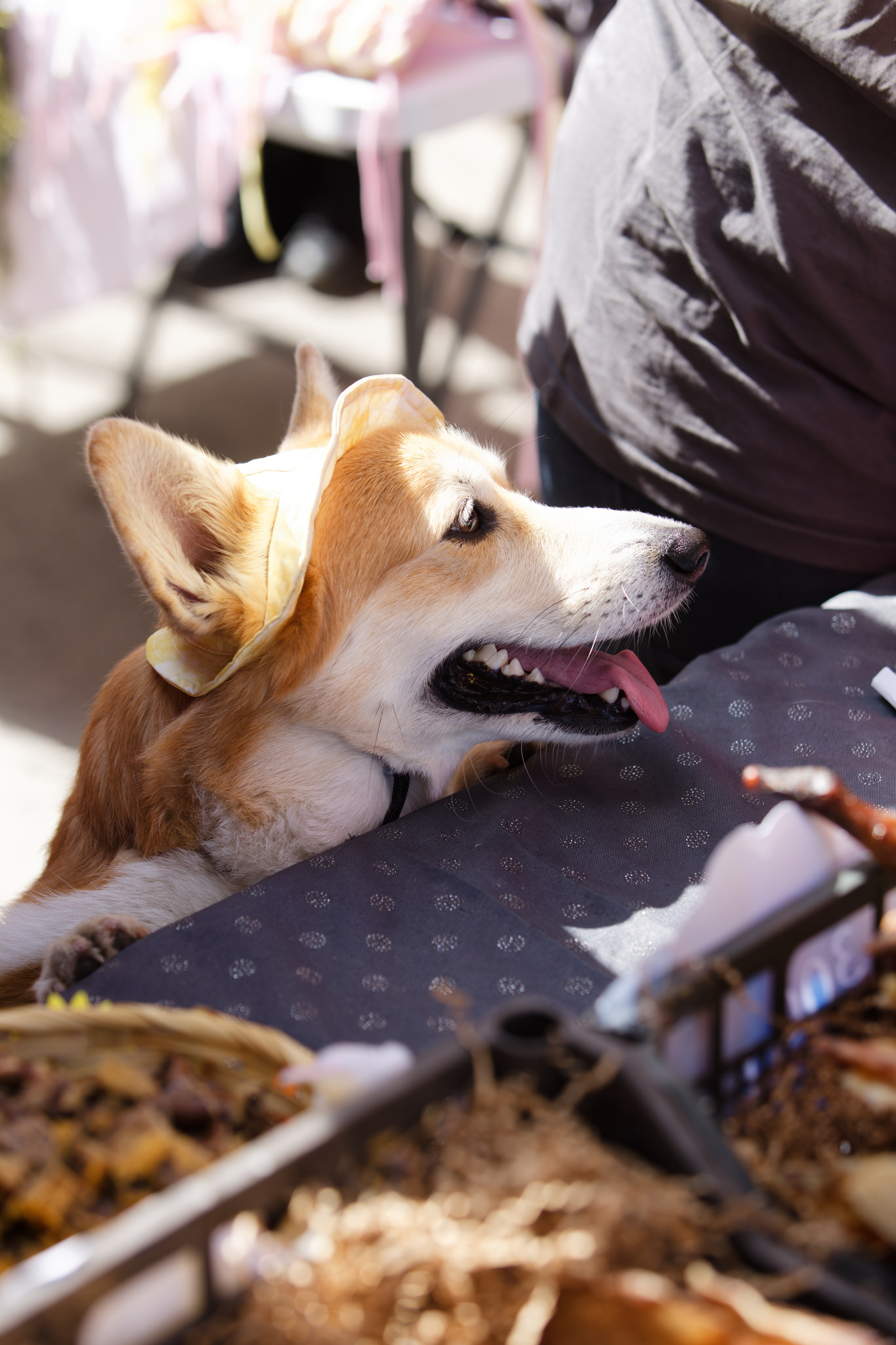 Вечеринка для собак Oh my dog 20.07.2025. Репортажный и спортивный фотограф в г. Пермь Зильберг Павел