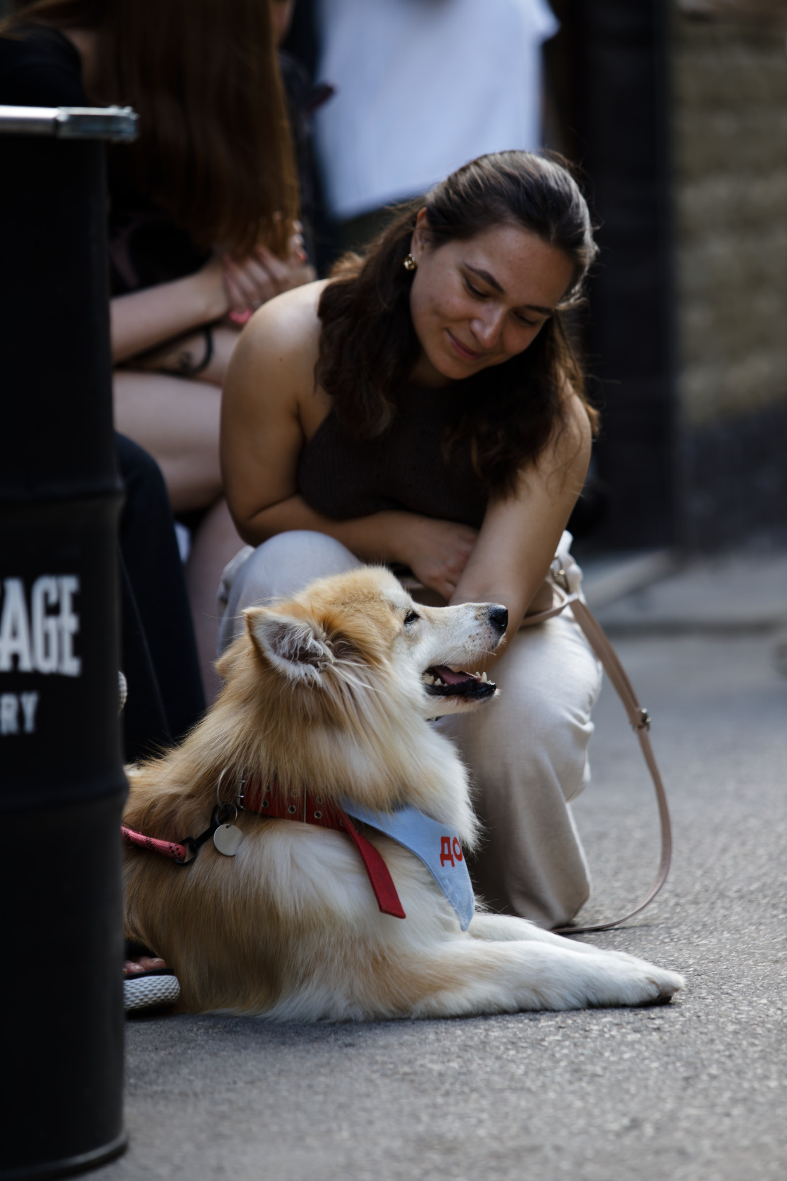 Вечеринка для собак Oh my dog 20.07.2025. Репортажный и спортивный фотограф в г. Пермь Зильберг Павел