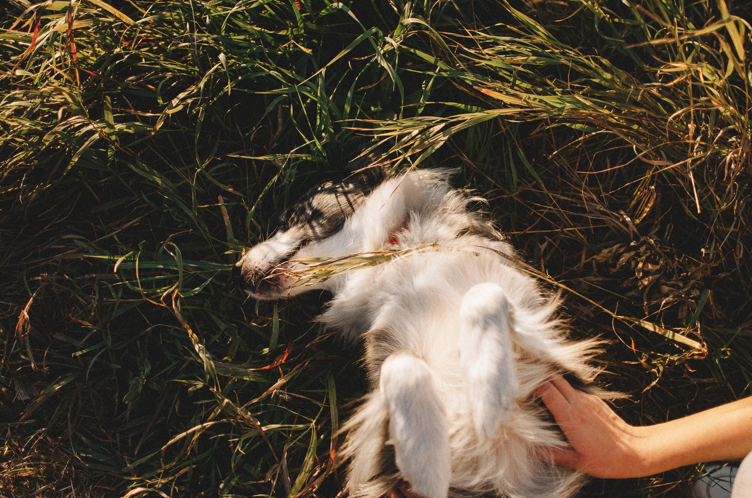 Таня и Бриллиант. Фотограф-анималист Богданова Полина