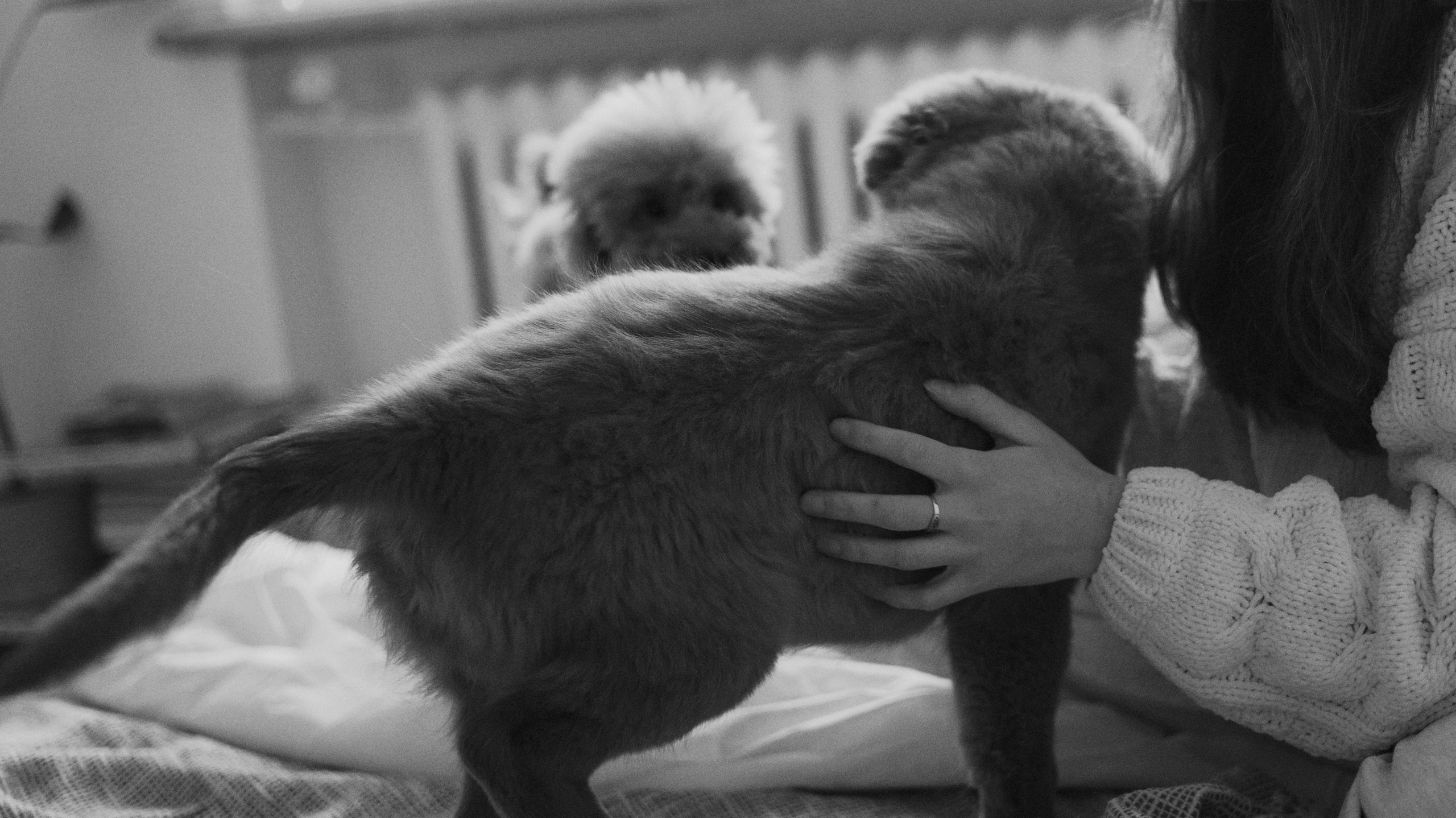 Маша, Одди и Нэвил. Фотограф-анималист Богданова Полина