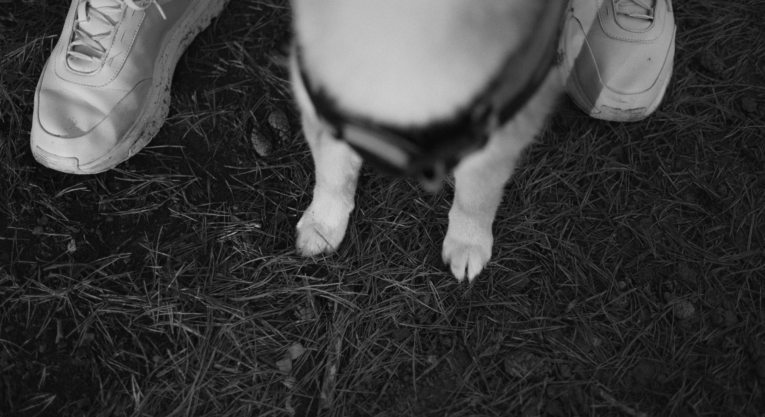 Аня и Шани. Фотограф-анималист Богданова Полина