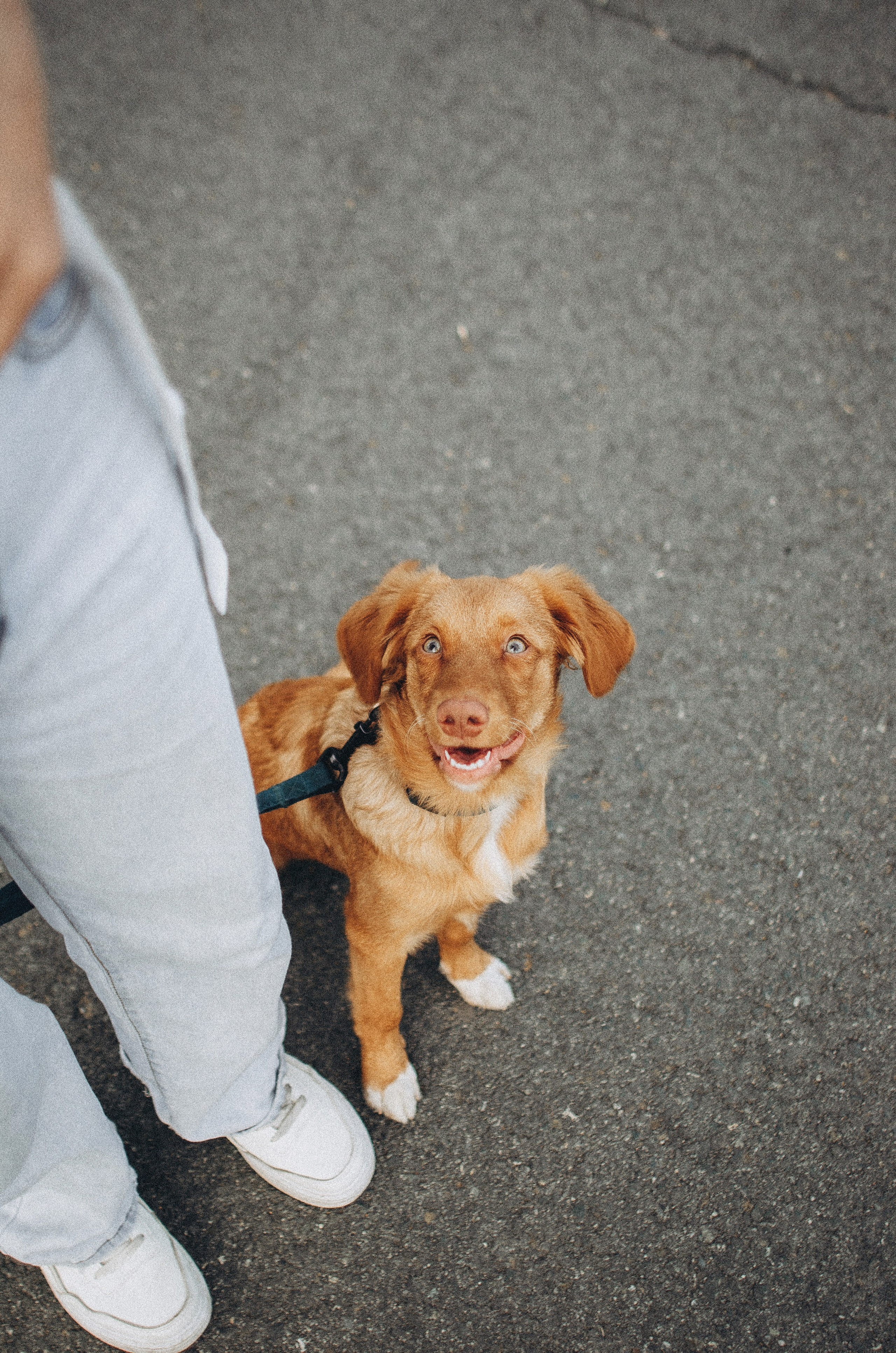 Вика и Хардин. Фотограф-анималист Богданова Полина