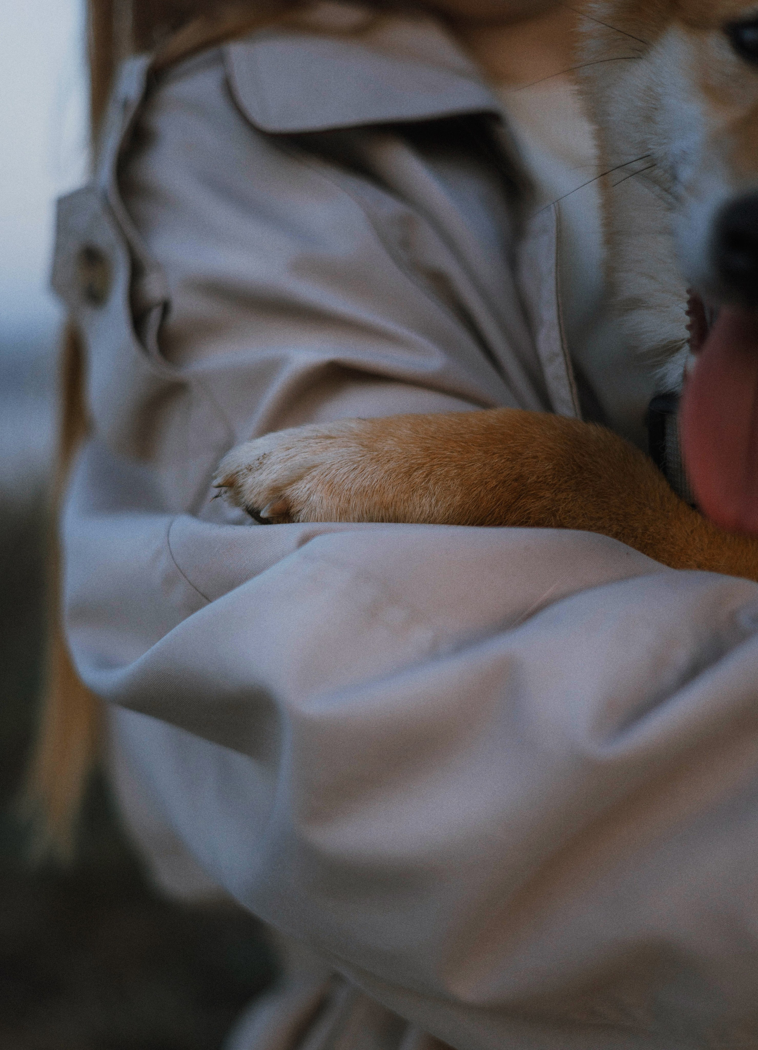 Аня и Шани. Фотограф-анималист Богданова Полина