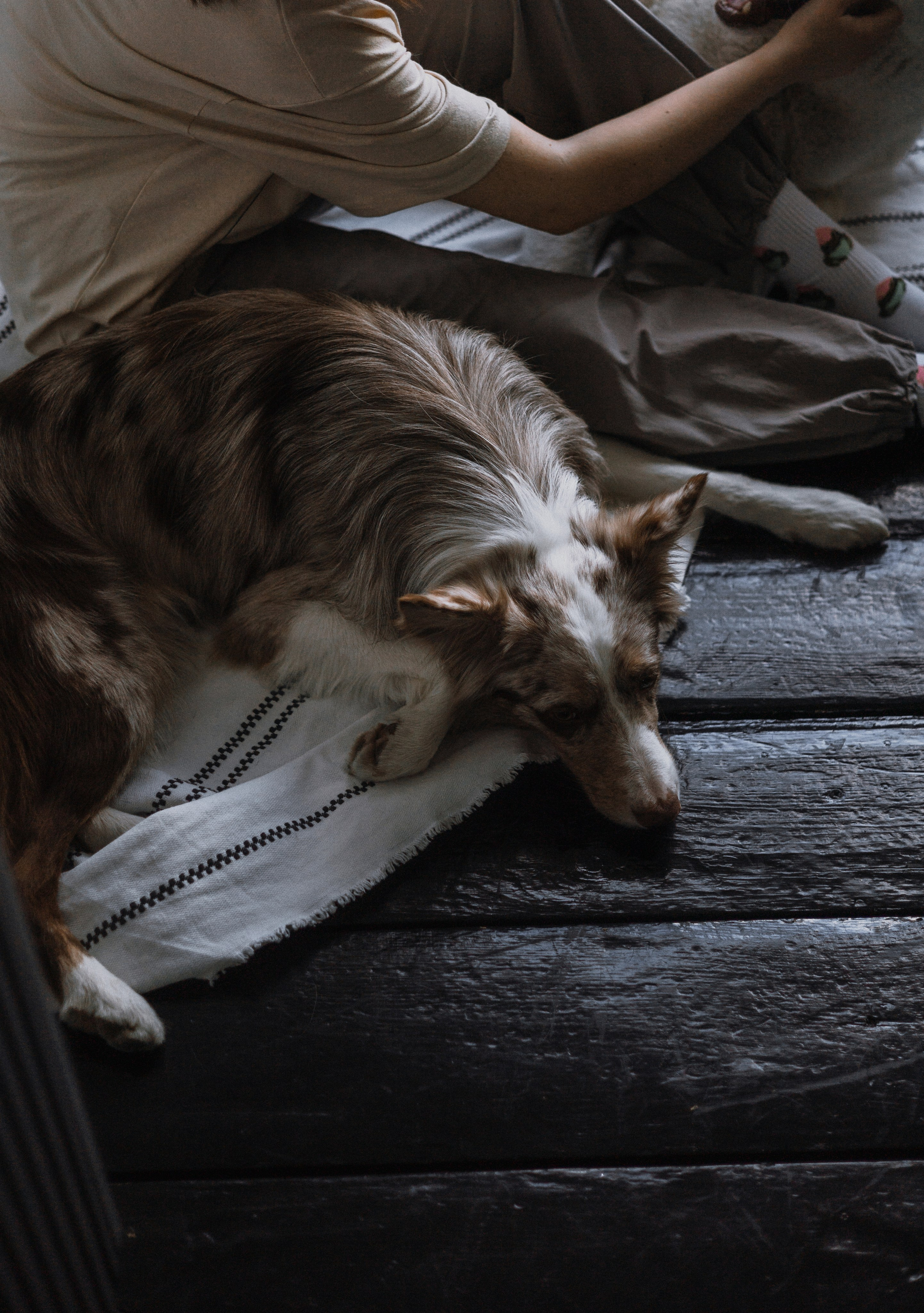 Аня, Дэймон и Грэй. Фотограф-анималист Богданова Полина