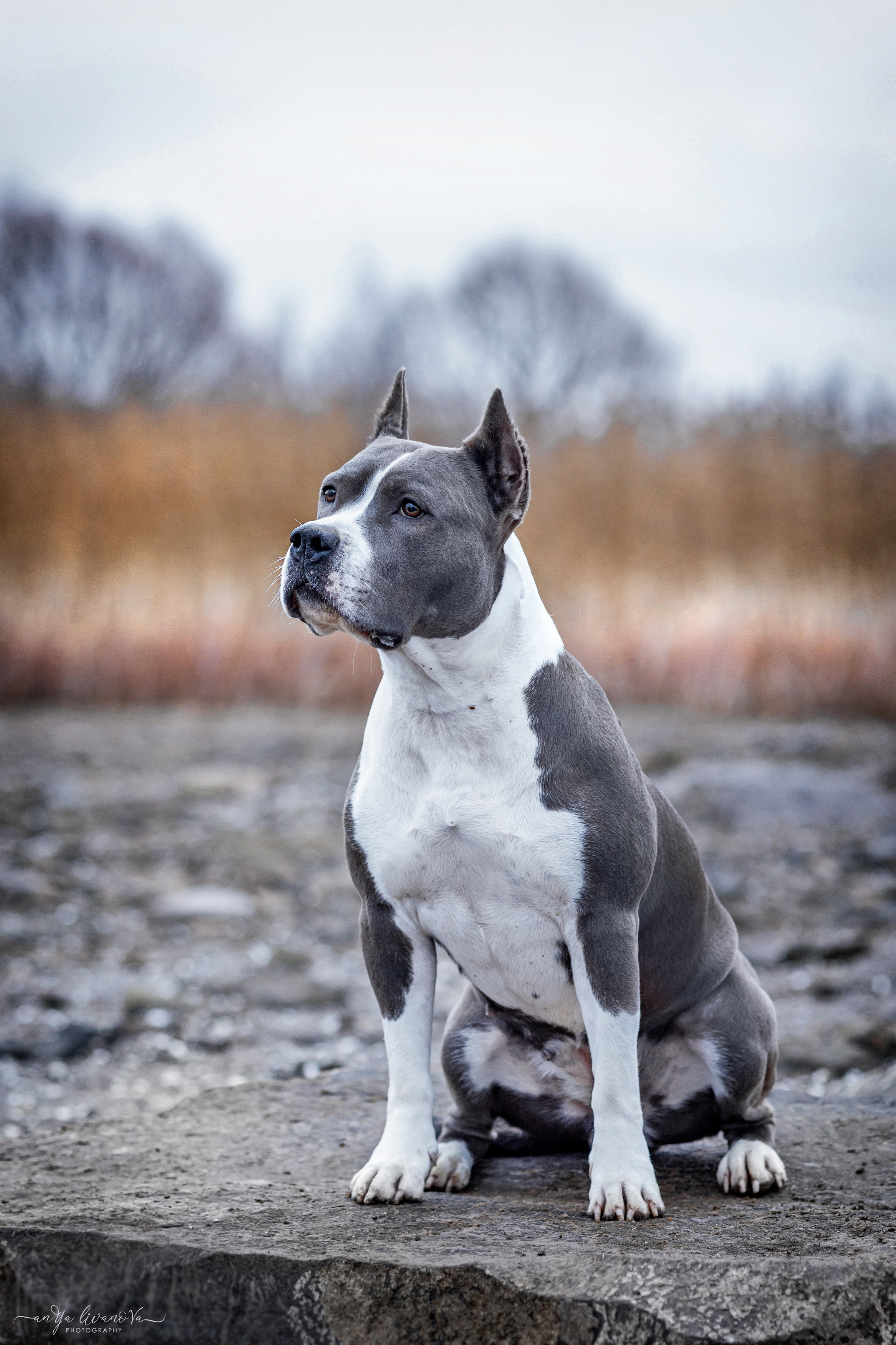 Деля. Фотограф анималист Аня Ливанова | Рыбинск