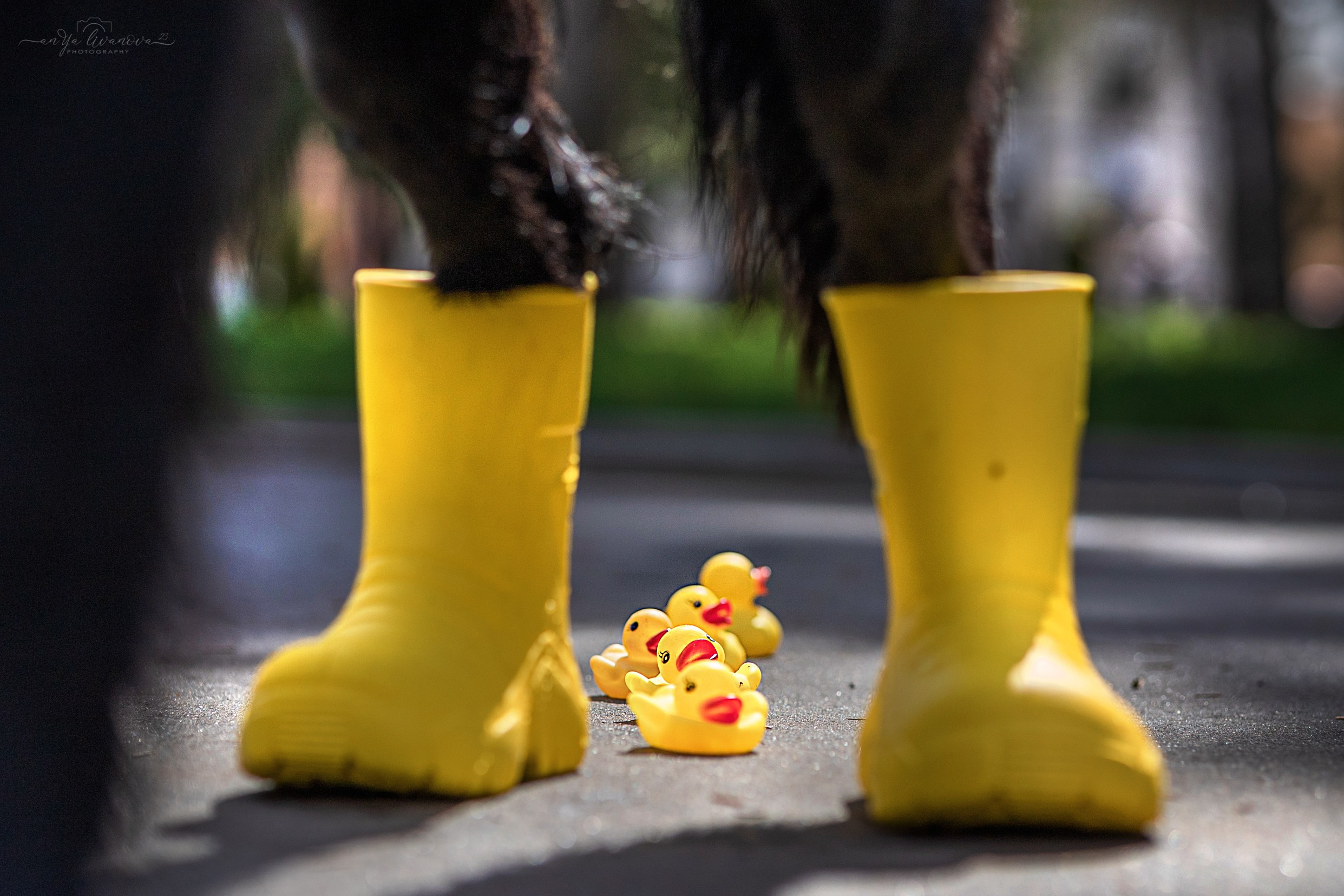 Солнышки. Фотограф анималист Аня Ливанова | Рыбинск