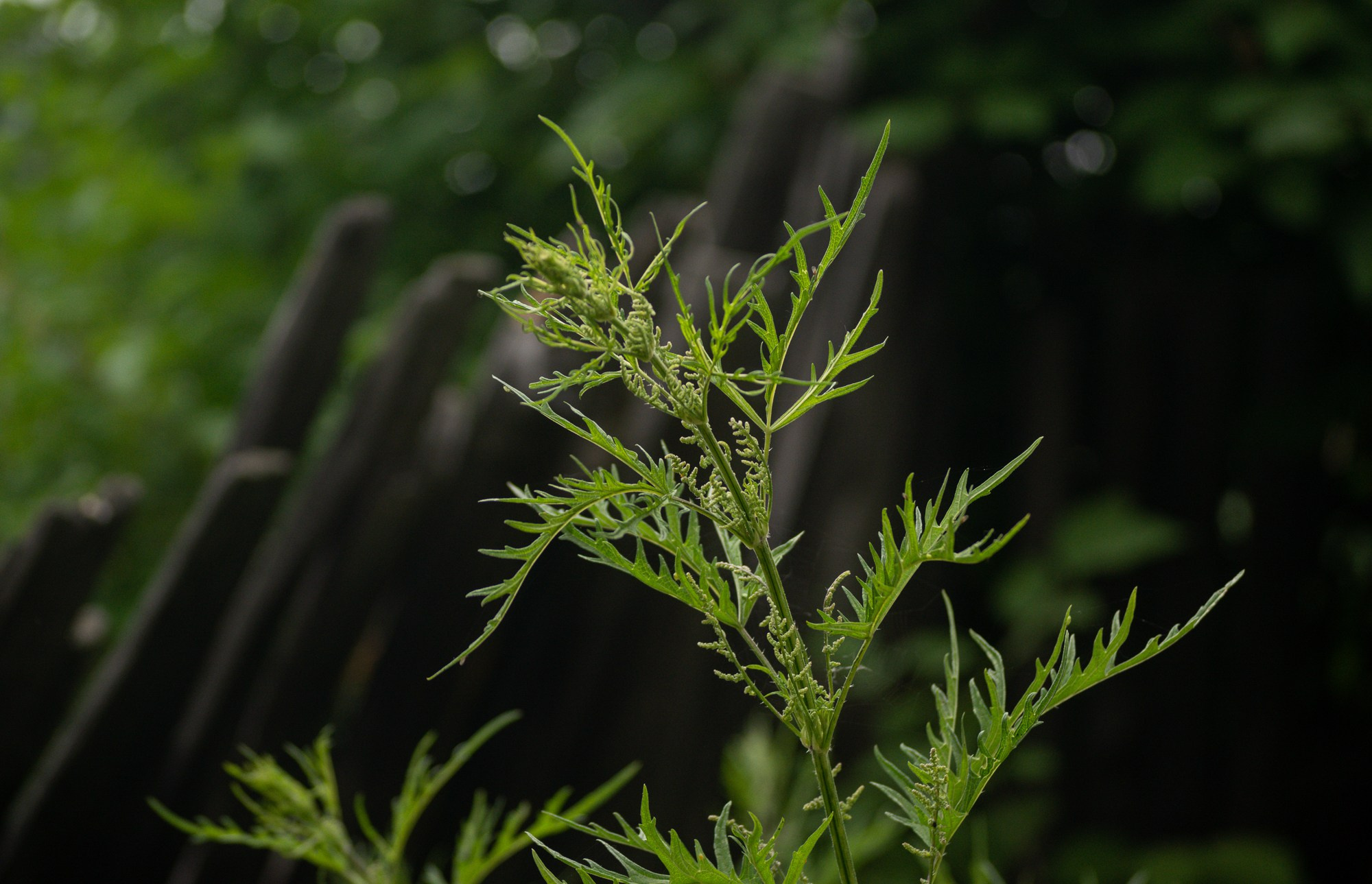 Разное. Репортажный фотограф г. Чита