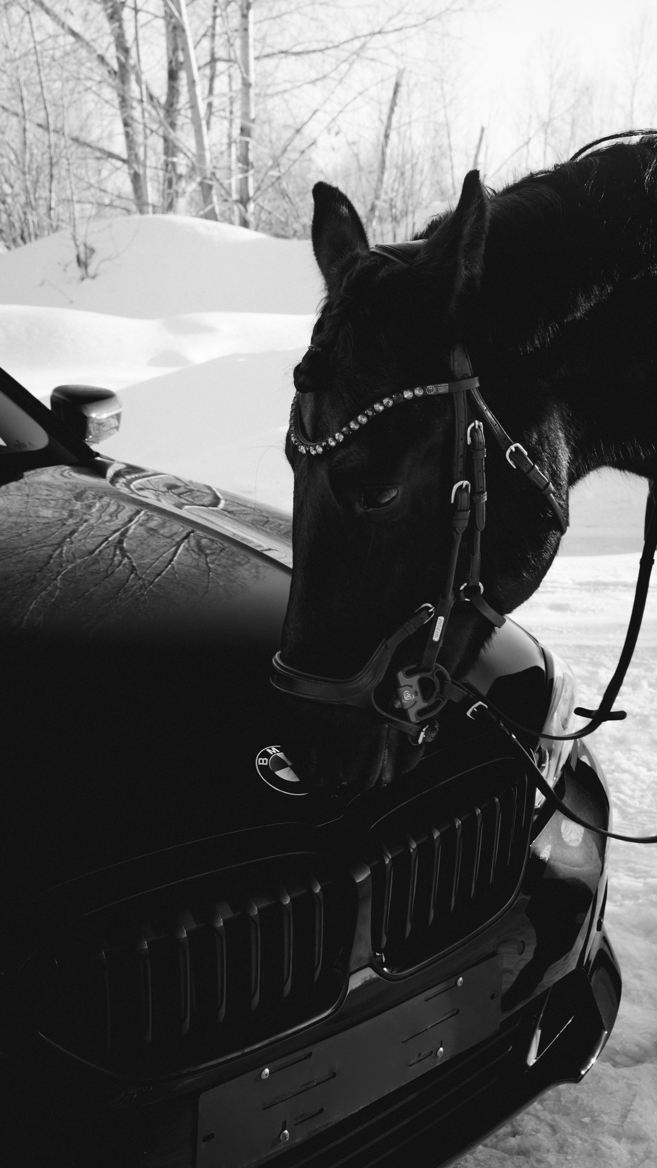 BMW G20 with horse. Автомобильный фотограф и видеограф в Новосибирске|Александра Косухина