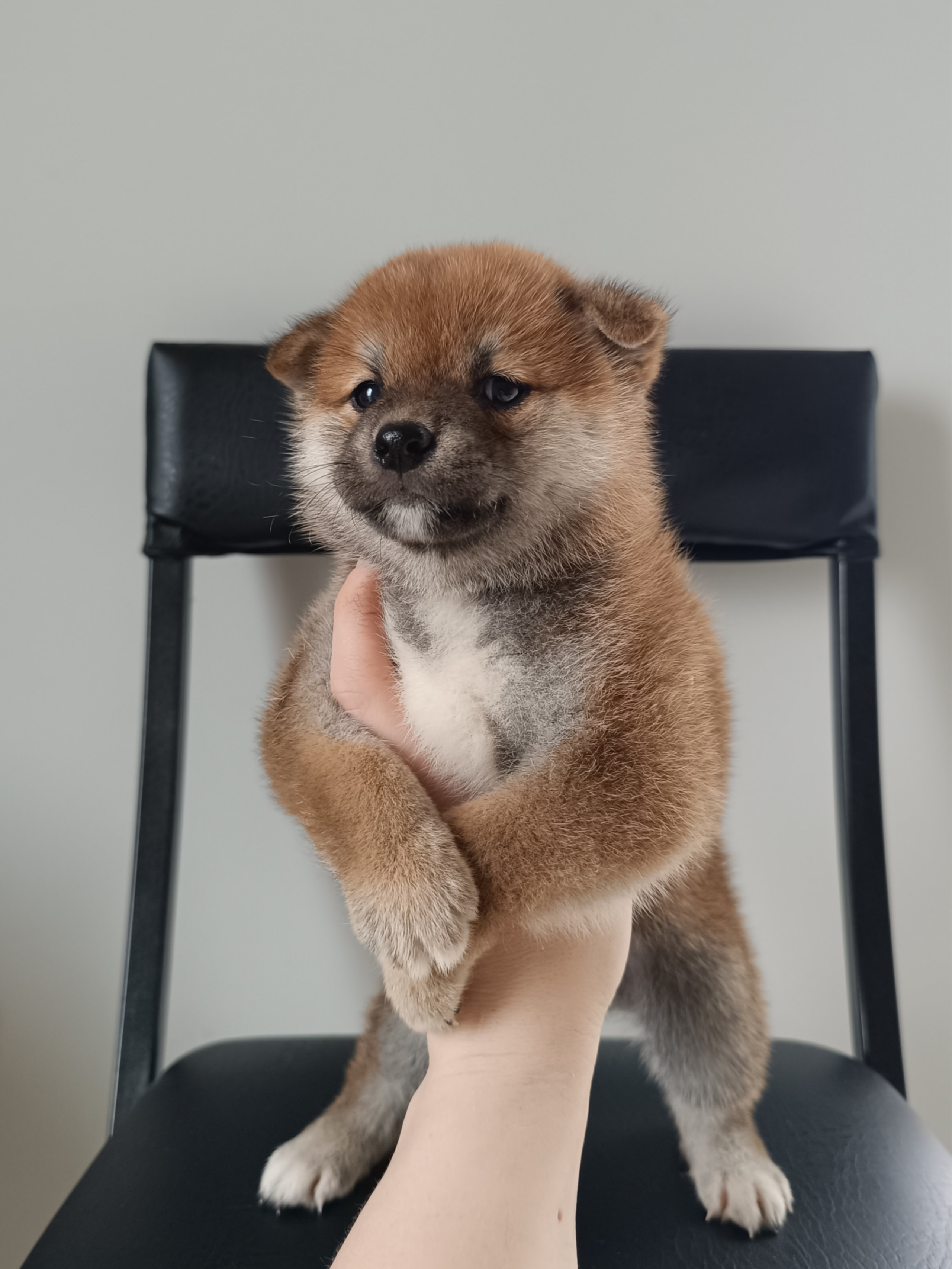 сиба питомник Рубилайт щенки на продажу rubylight  сиба щенки купить СПб Санкт-Петербург 