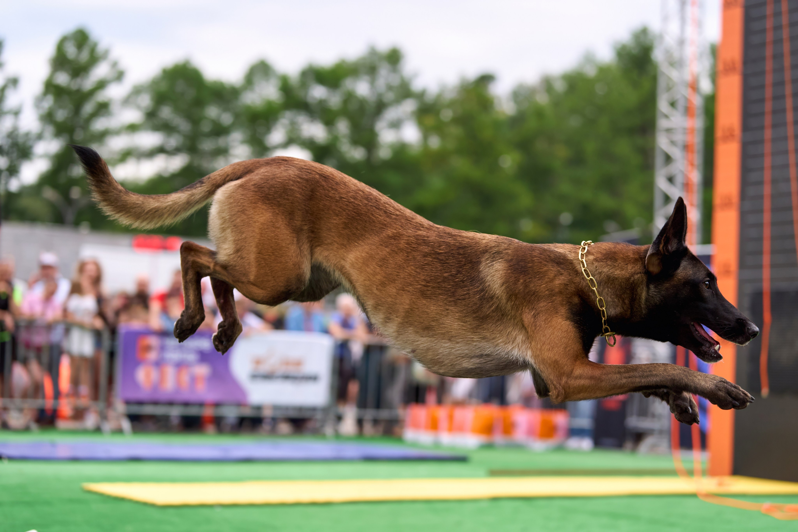 4 лапы Фест. Многоборье. Фотограф-анималист Михаил Манухин