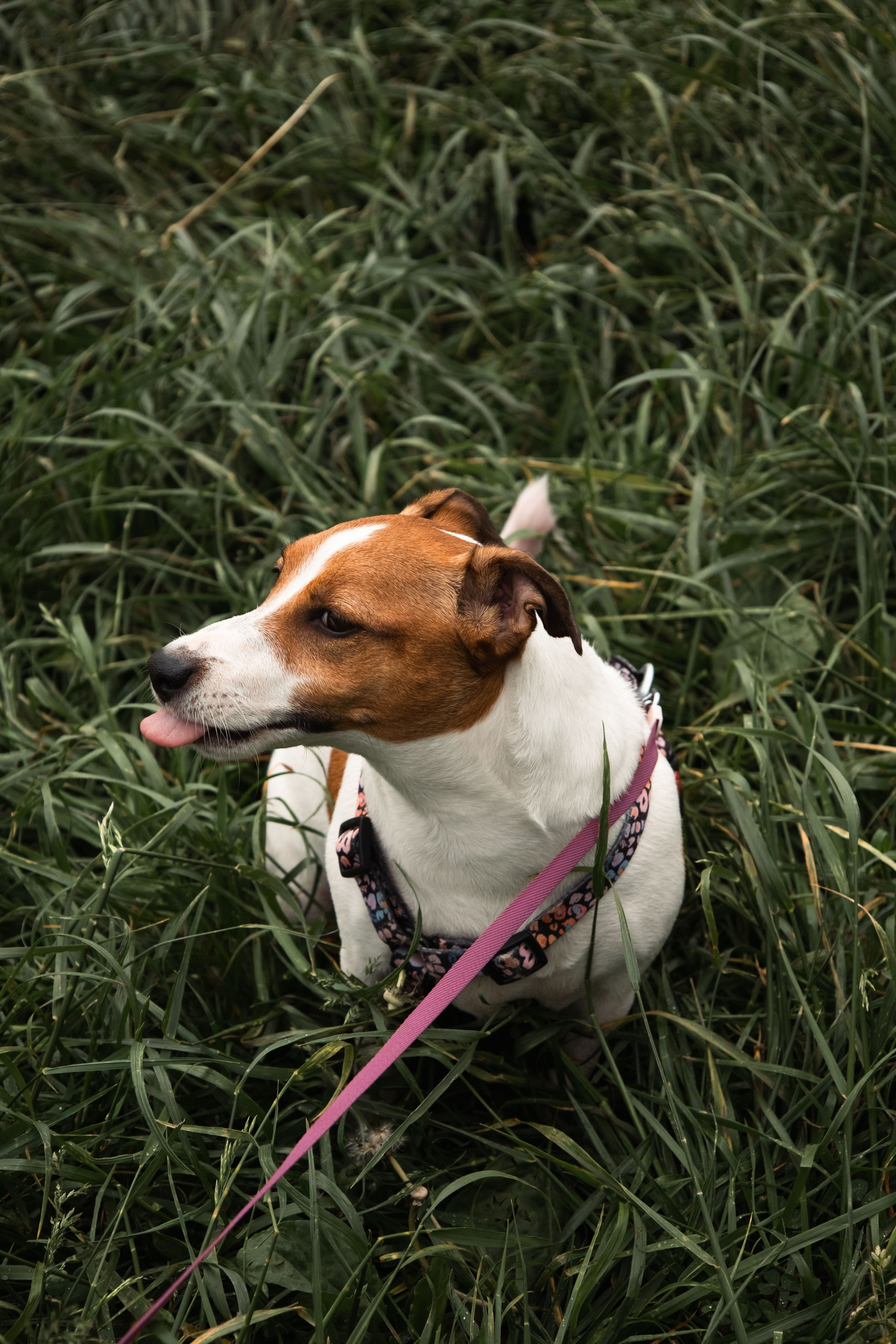 Моя маленькая спутница: Банни и Настя в Южнобутовском парке. Фотограф-анималист в Москве Екатерина Тихонова