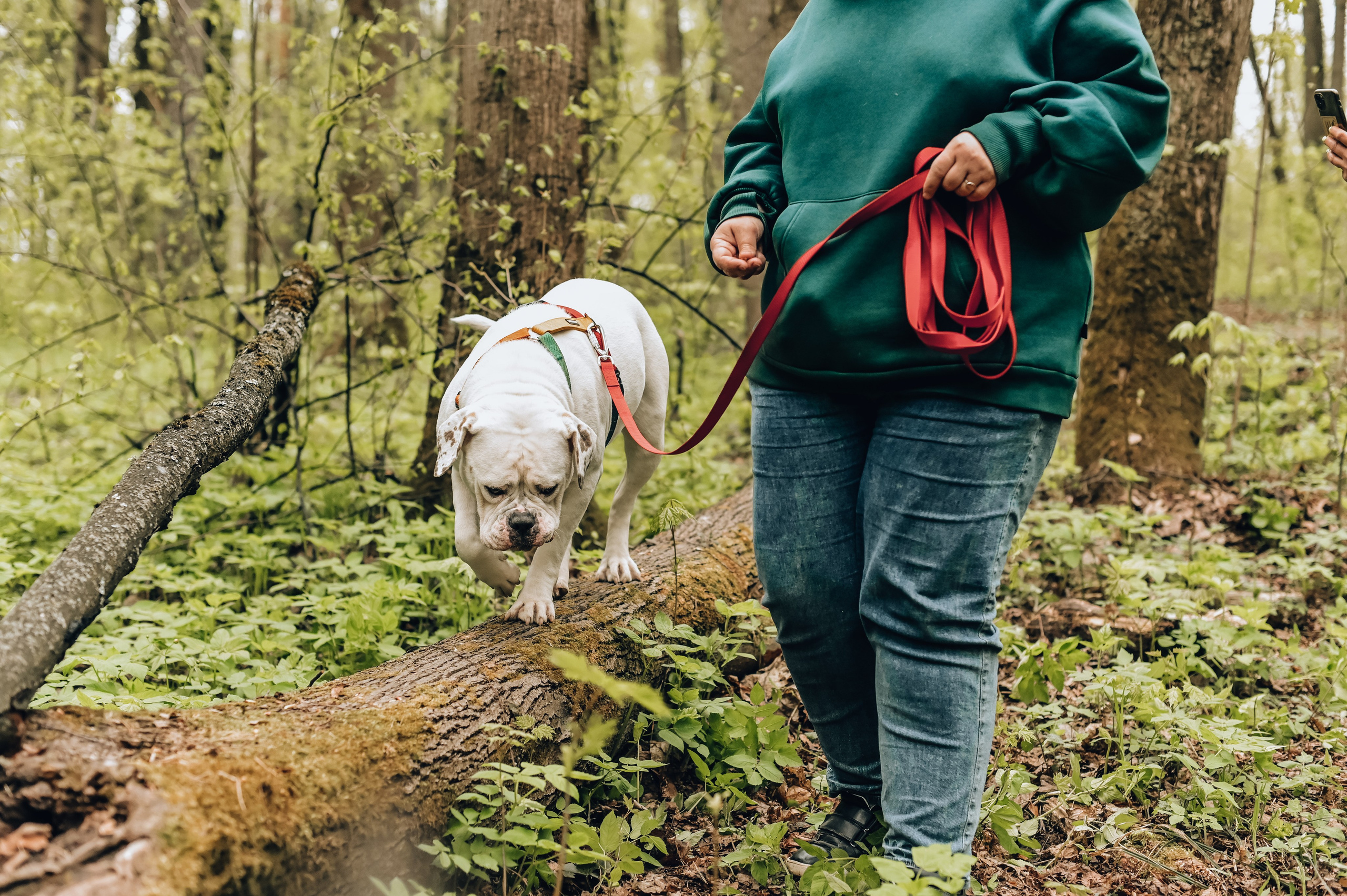 Занятие с кинологом. Семейный и репортажный фотограф в Москве Анастасия Трубкина