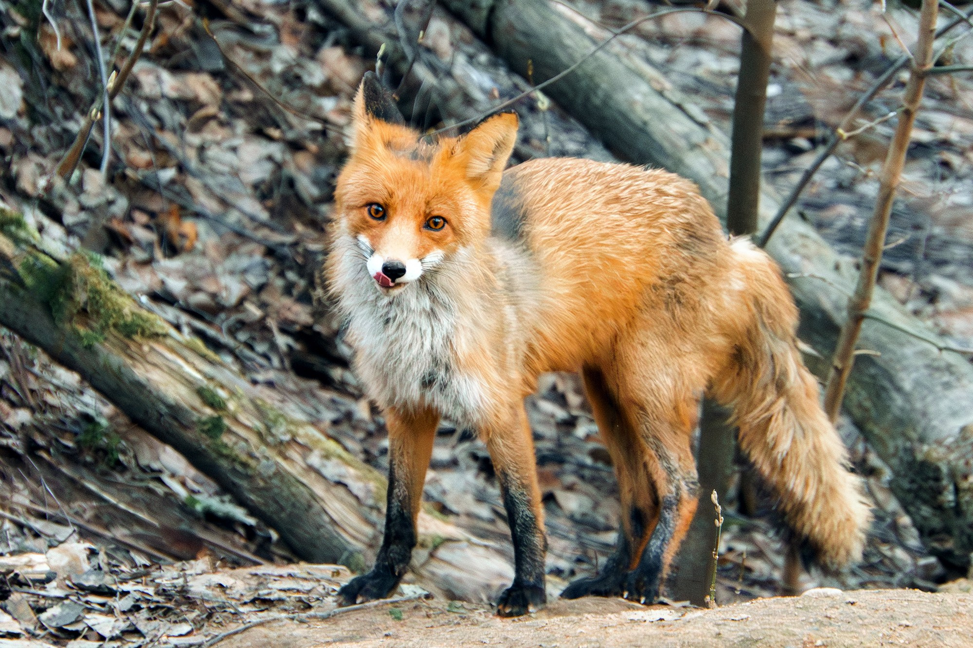 Животные. Ваш личный фотограф Марина Волкова