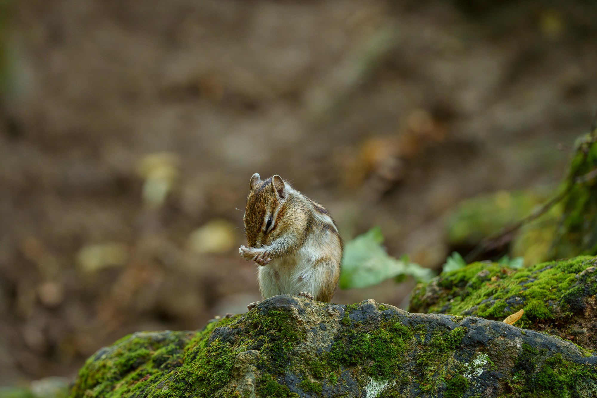 Животные. Ваш личный фотограф Марина Волкова