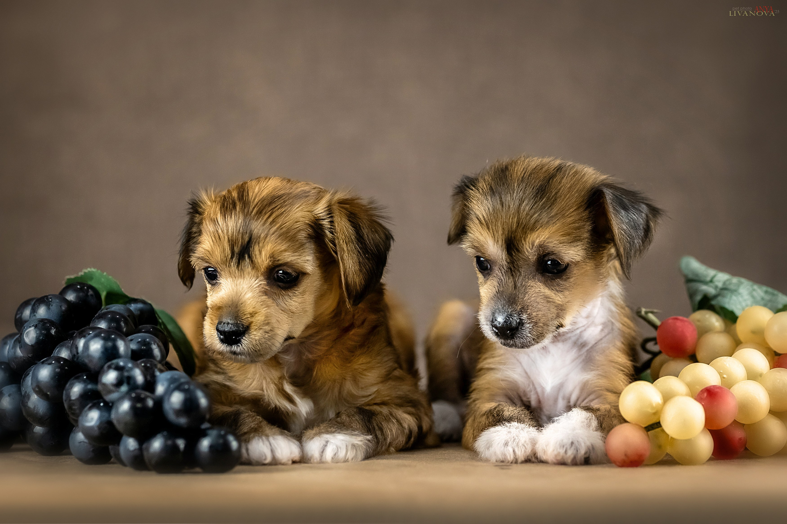 КХС. Фотограф анималист Аня Ливанова | Рыбинск